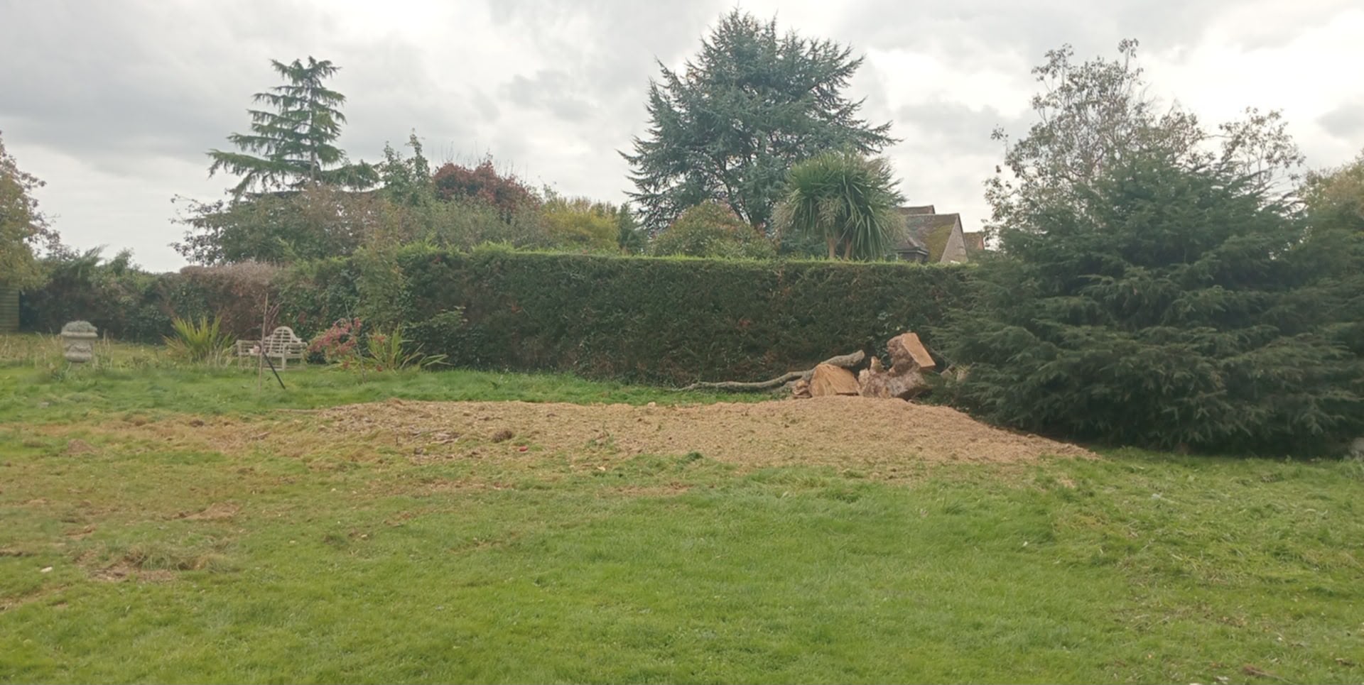 Tree surgery work photo 189