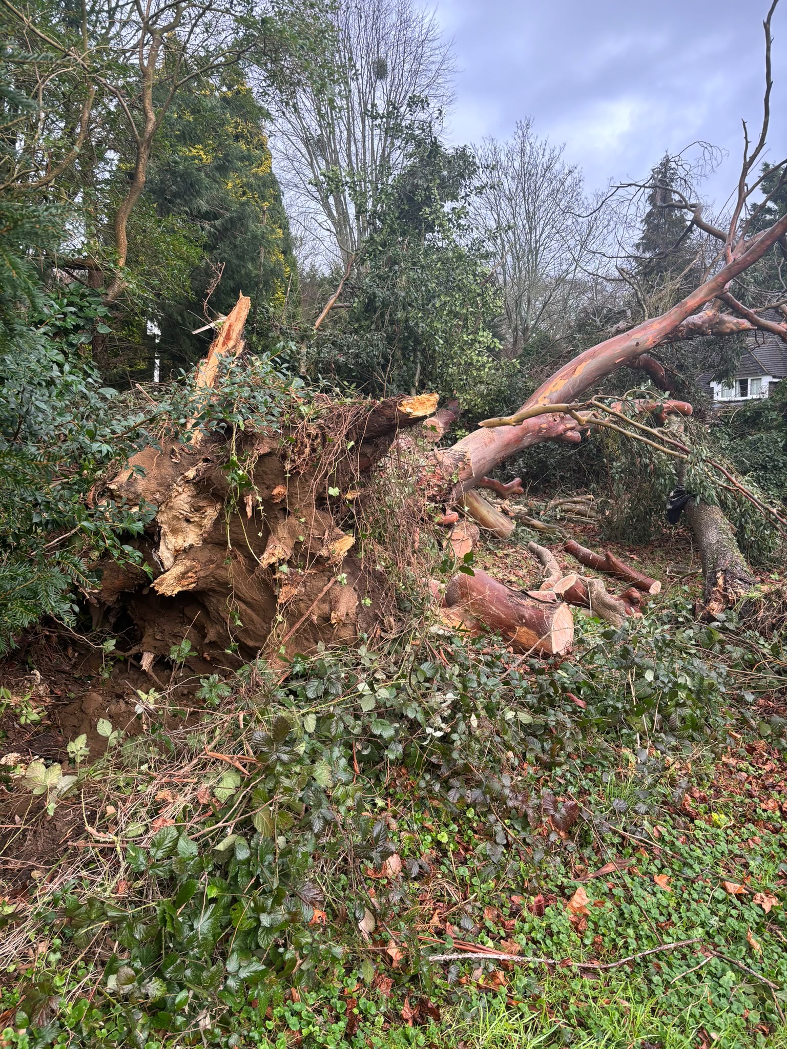 Tree surgery work photo 111