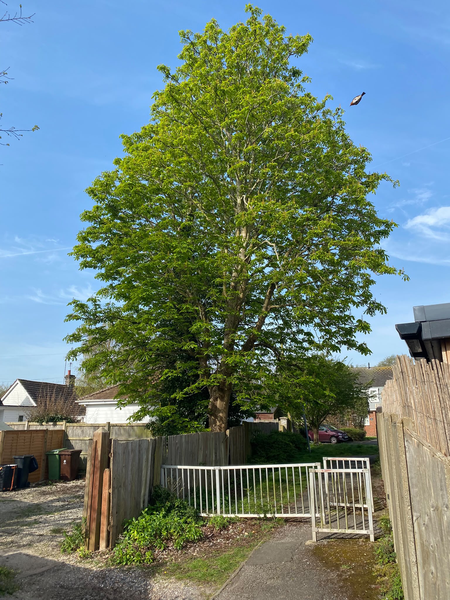Tree surgery work photo 209