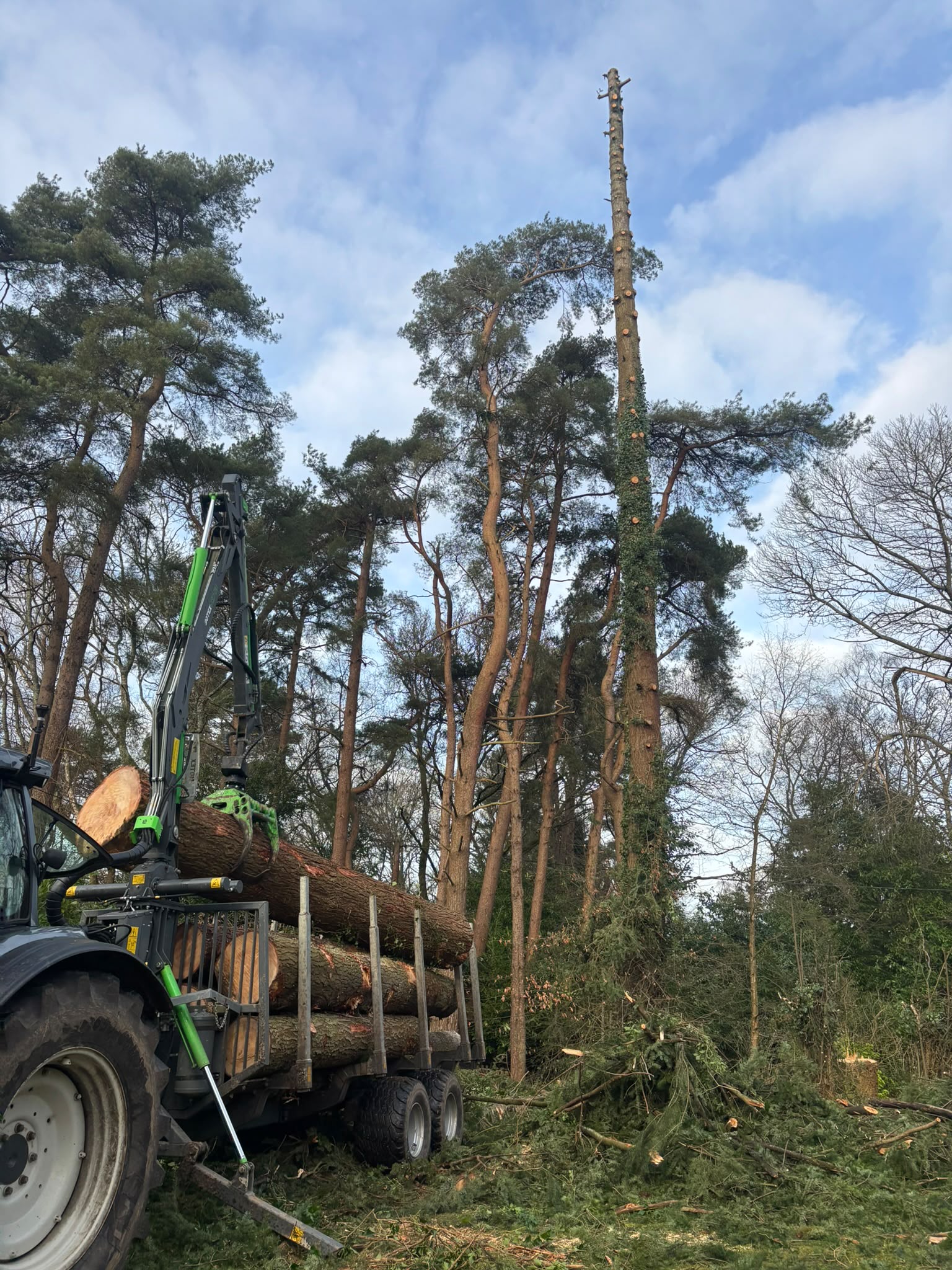 Tree surgery work photo 151