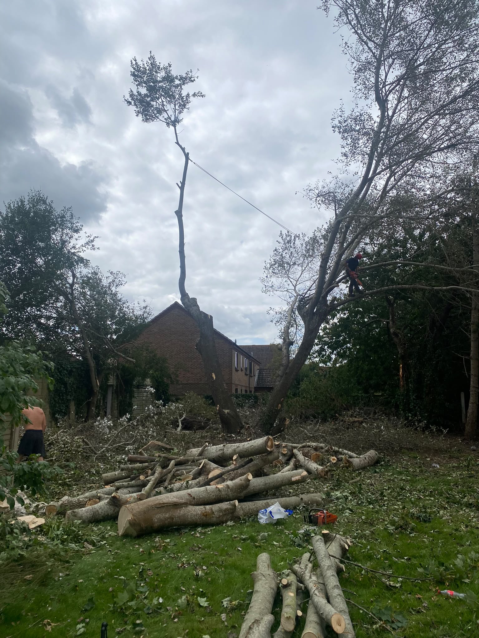 Tree surgery work photo 95