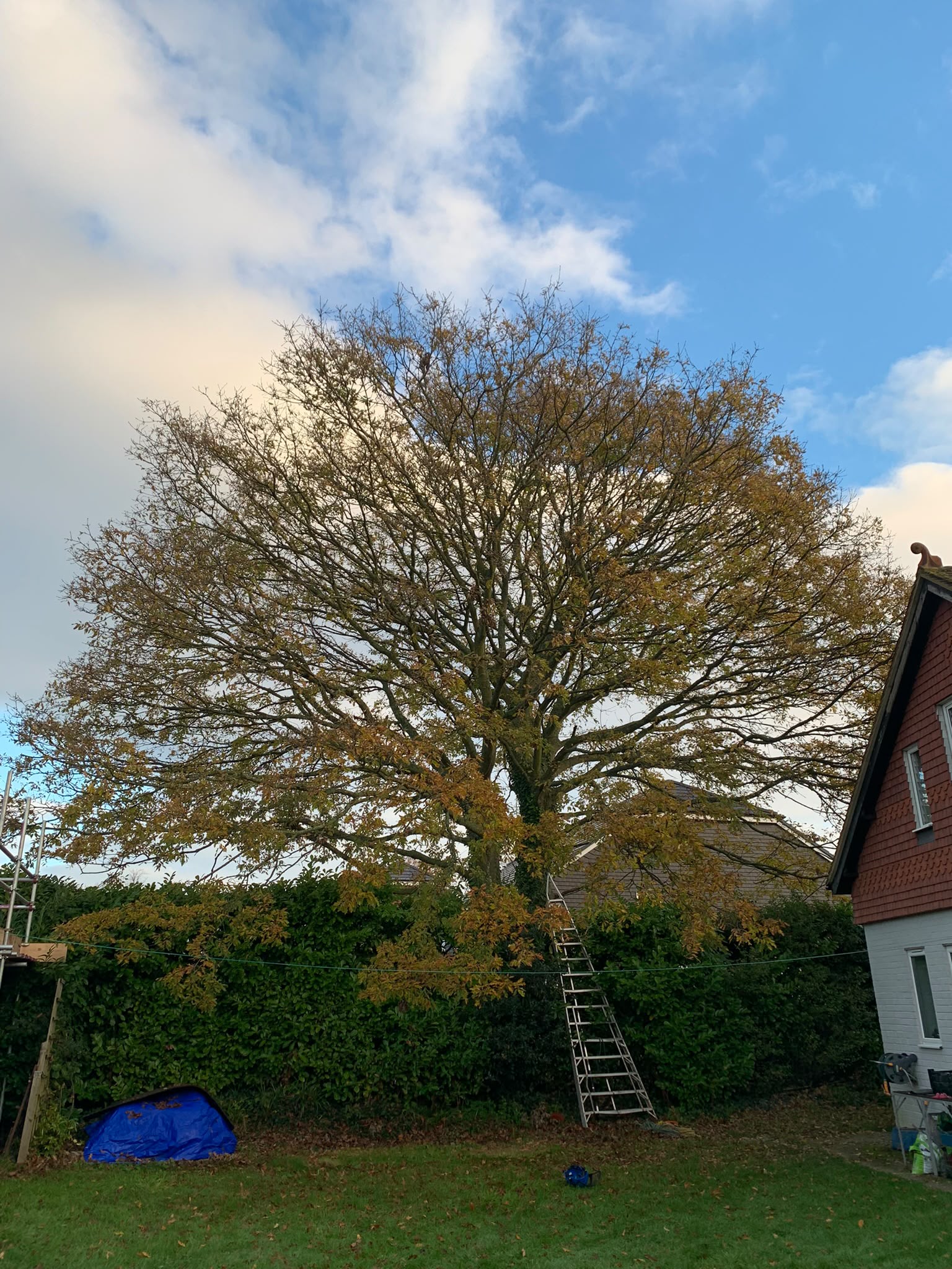 Tree surgery work photo 37