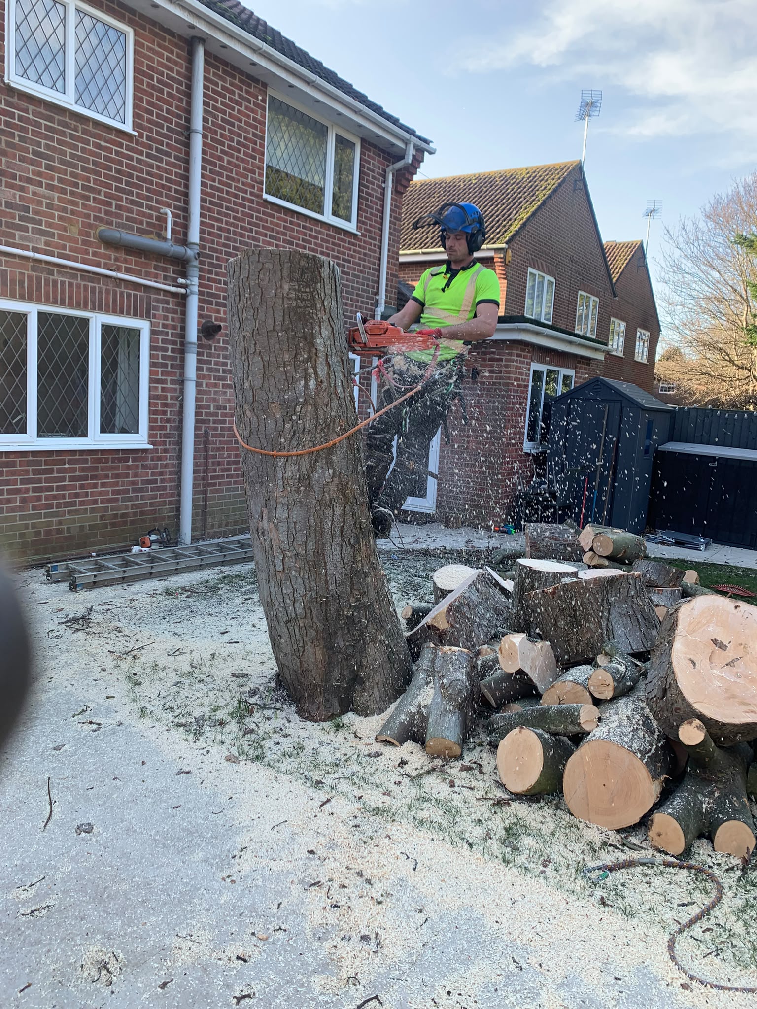 Tree surgery work photo 42