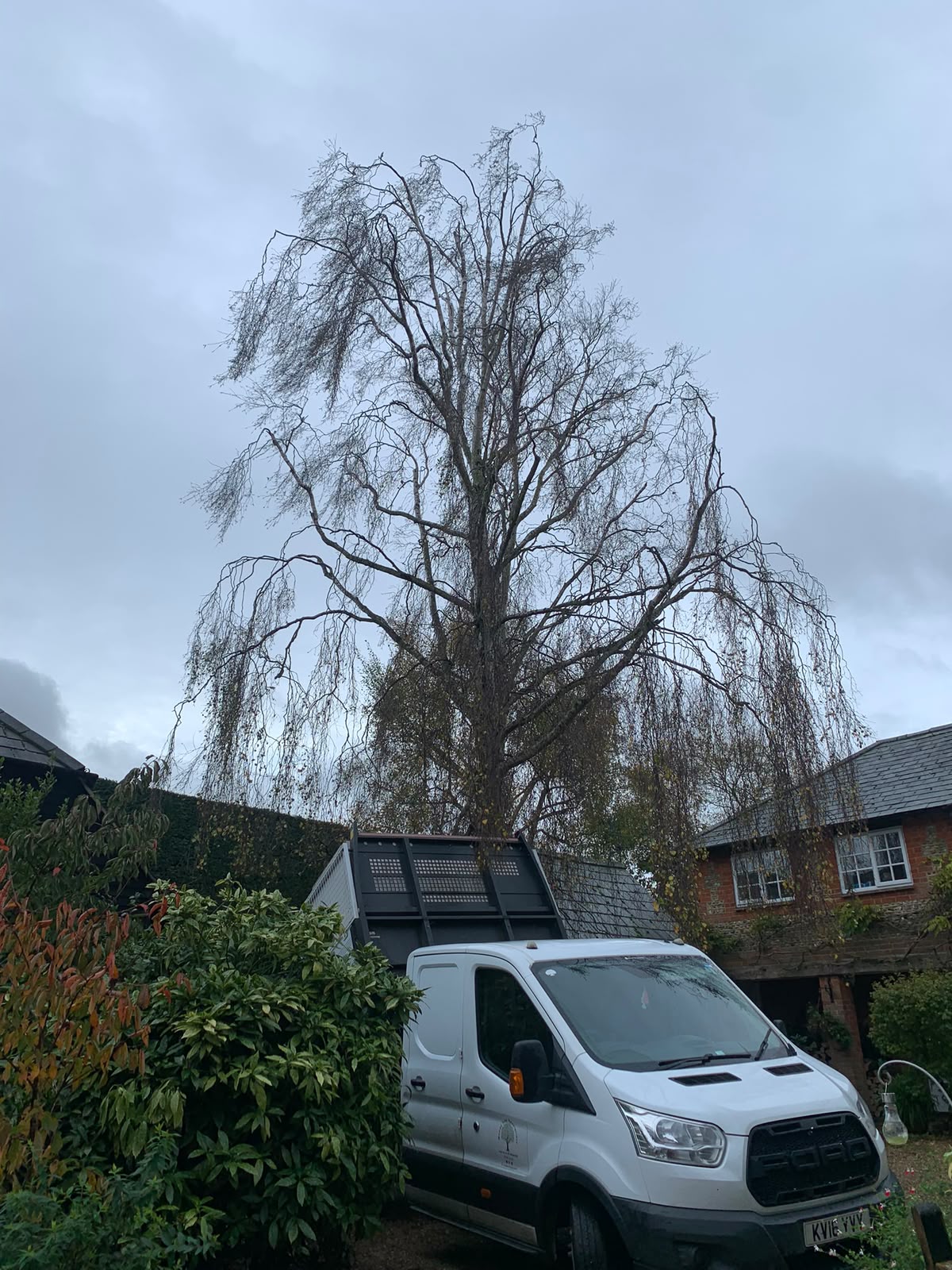 Tree surgery work photo 20