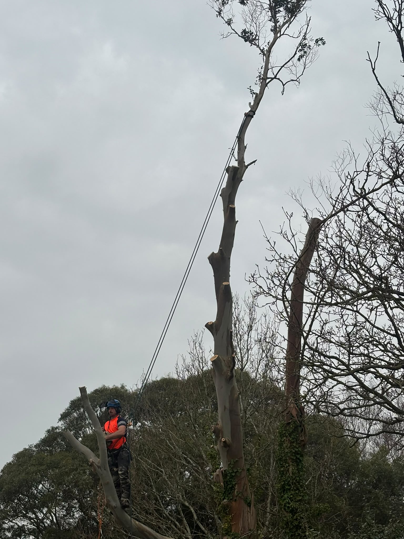Tree surgery work photo 207