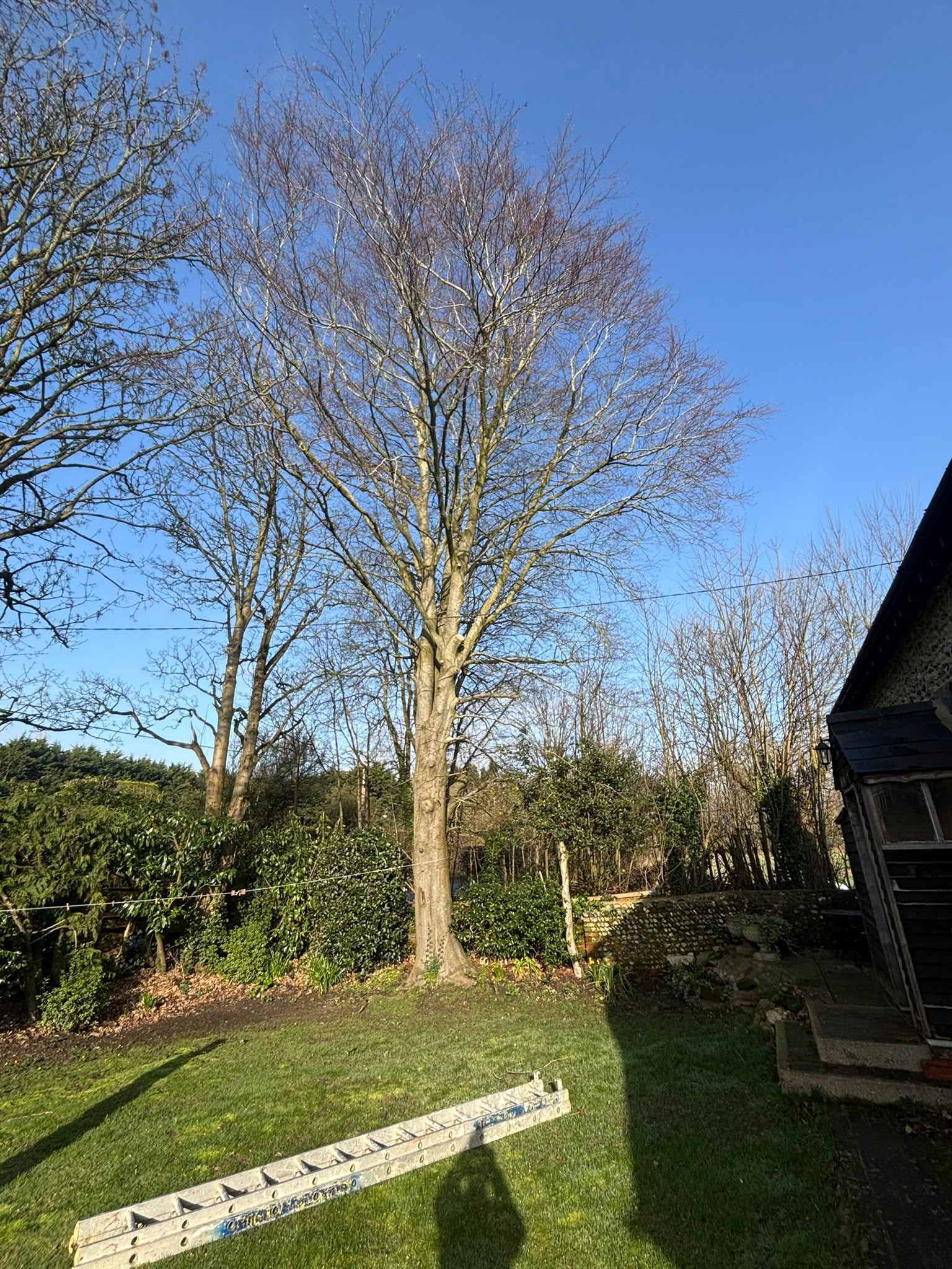Tree surgery work photo 166