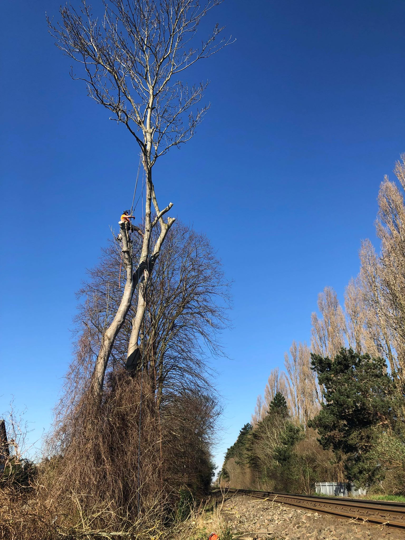 Tree surgery work photo 82