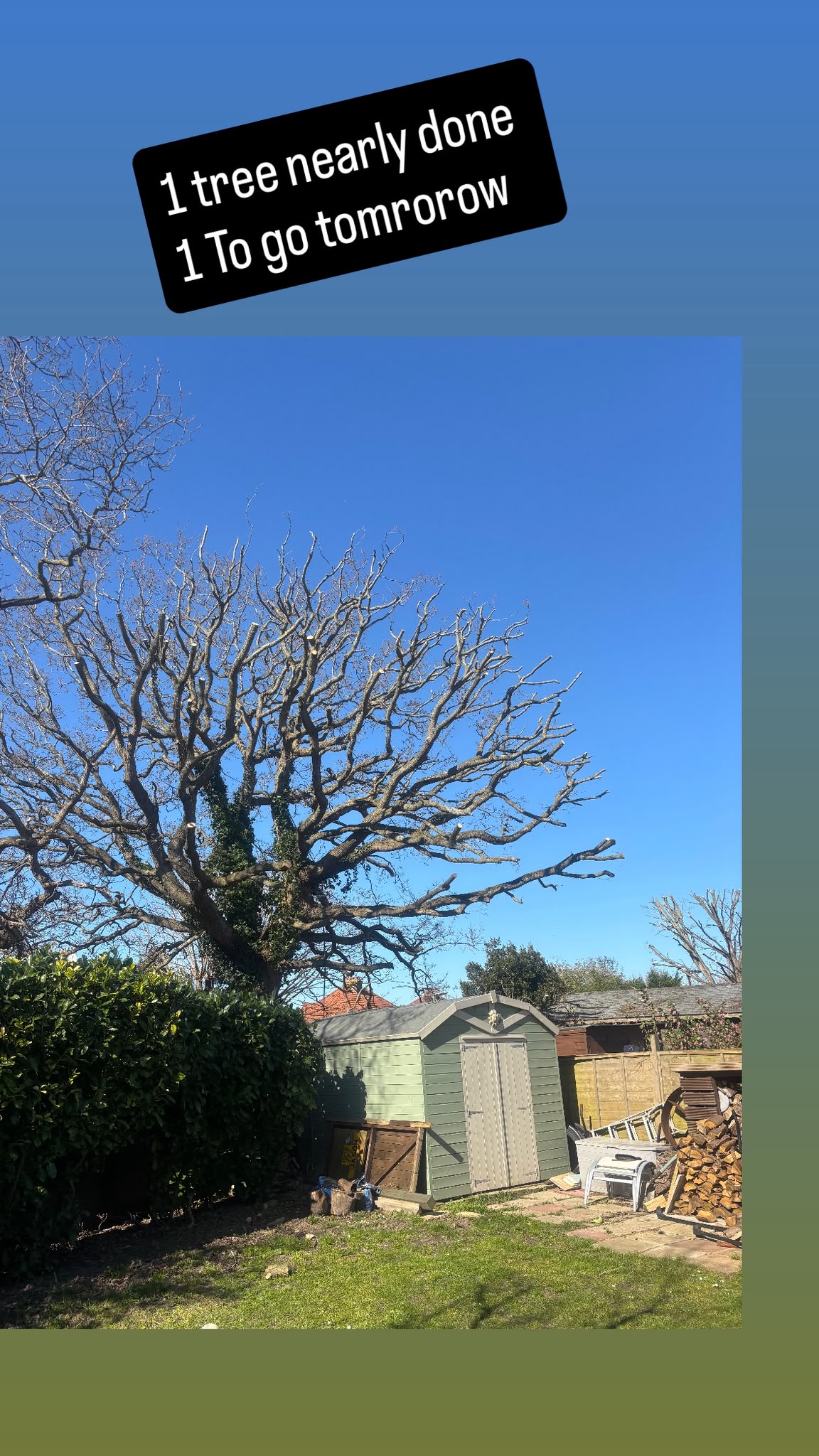 Tree surgery work photo 173