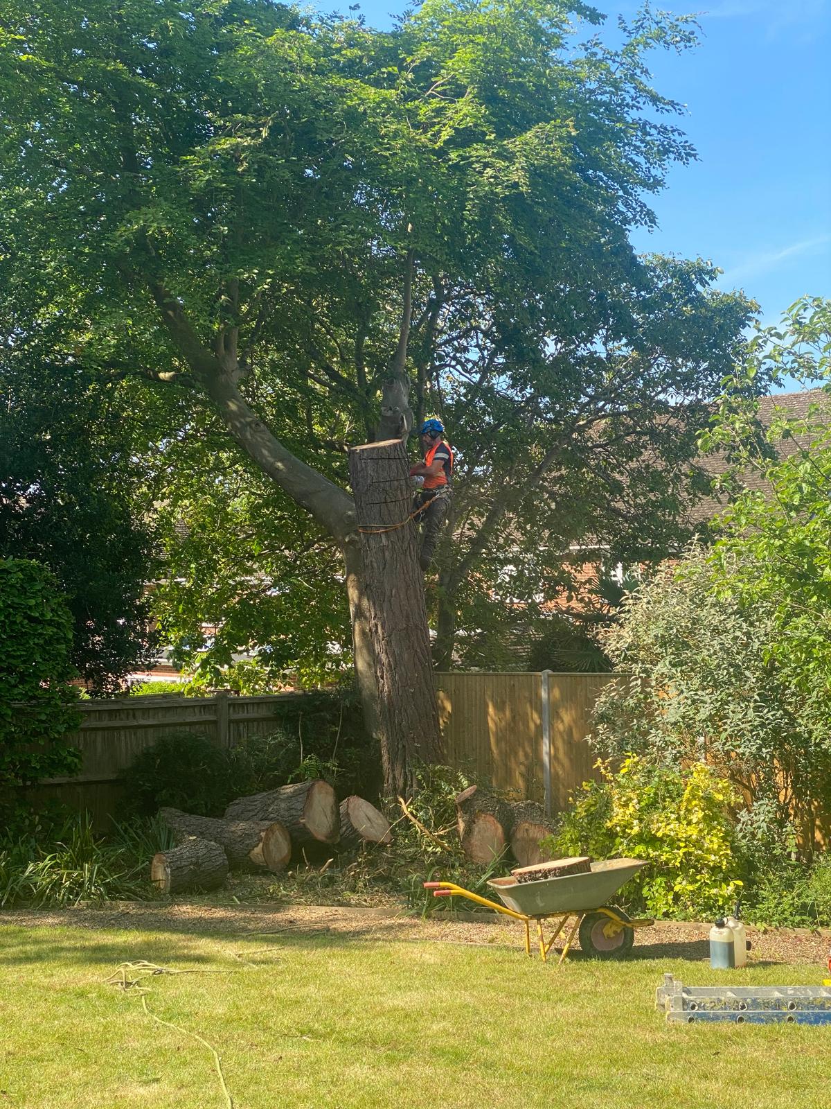 Tree surgery work photo 2