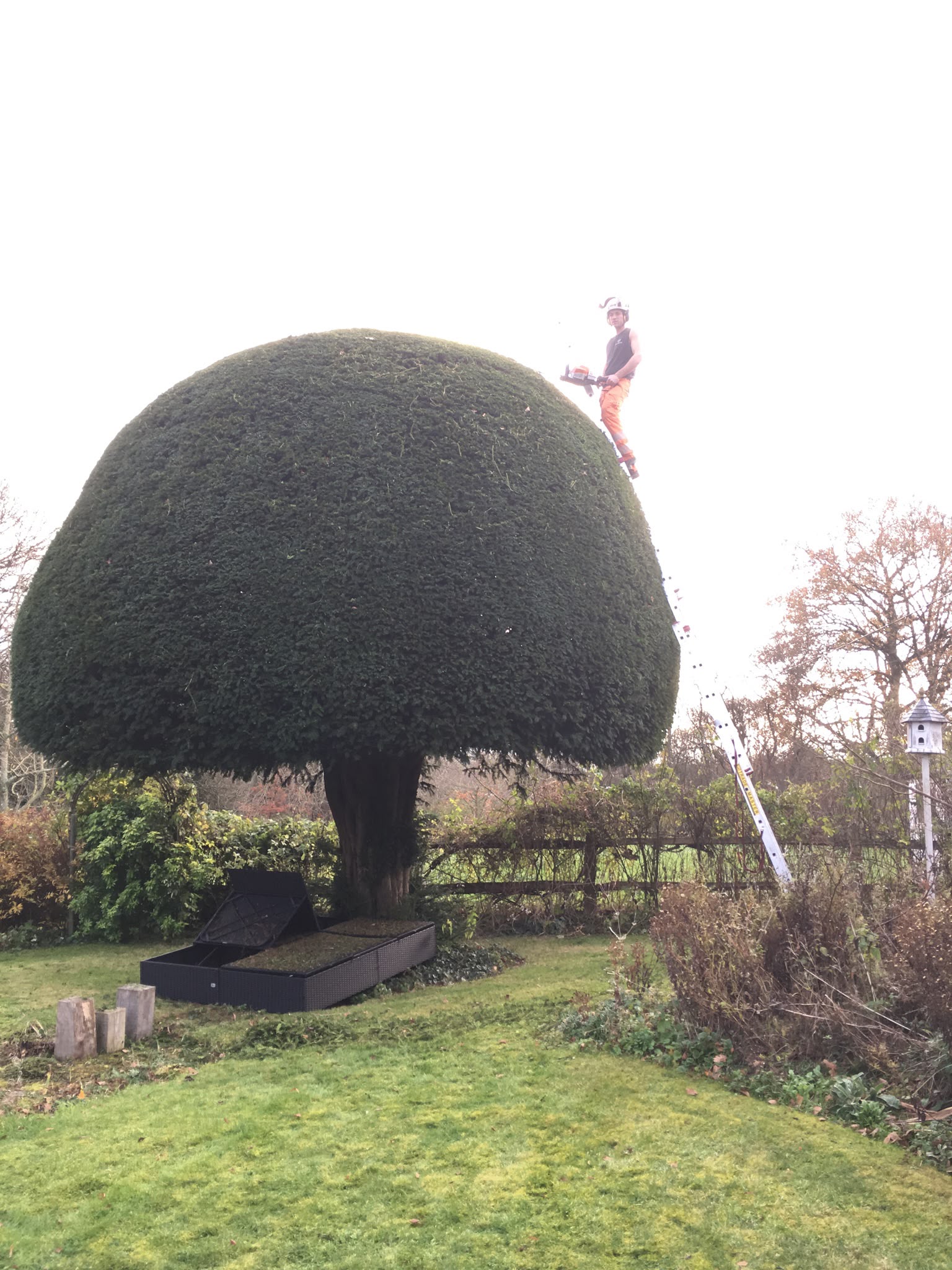 Tree surgery work photo 13