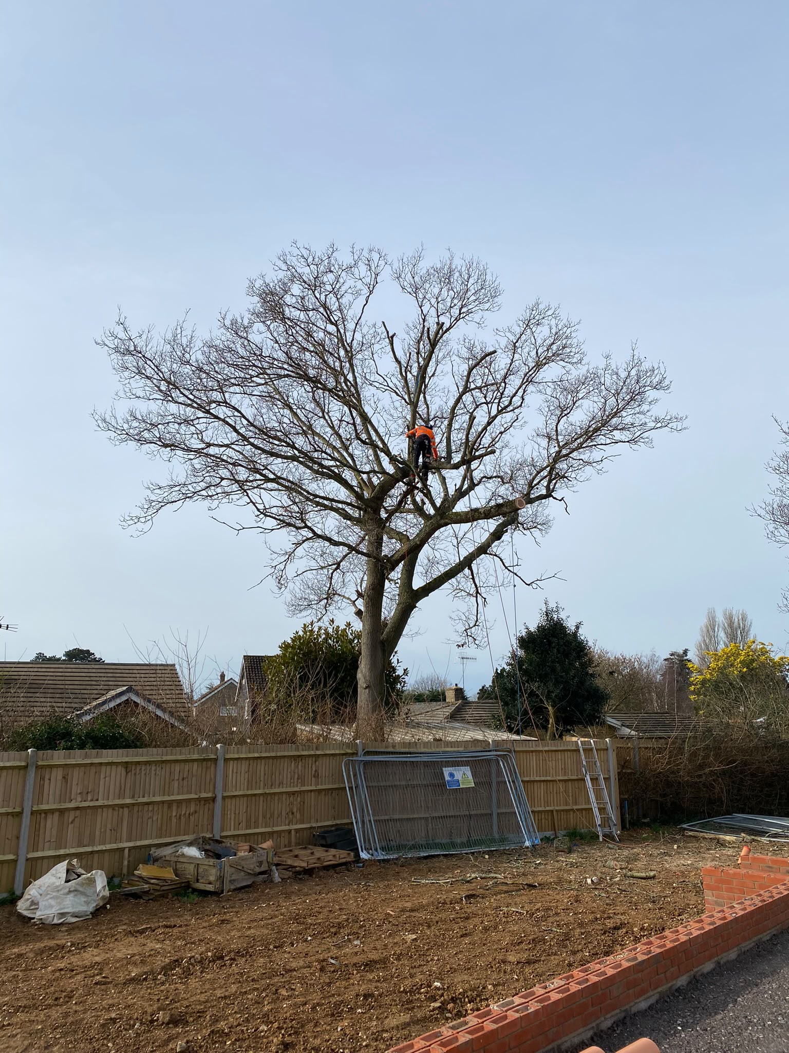 Tree surgery work photo 67
