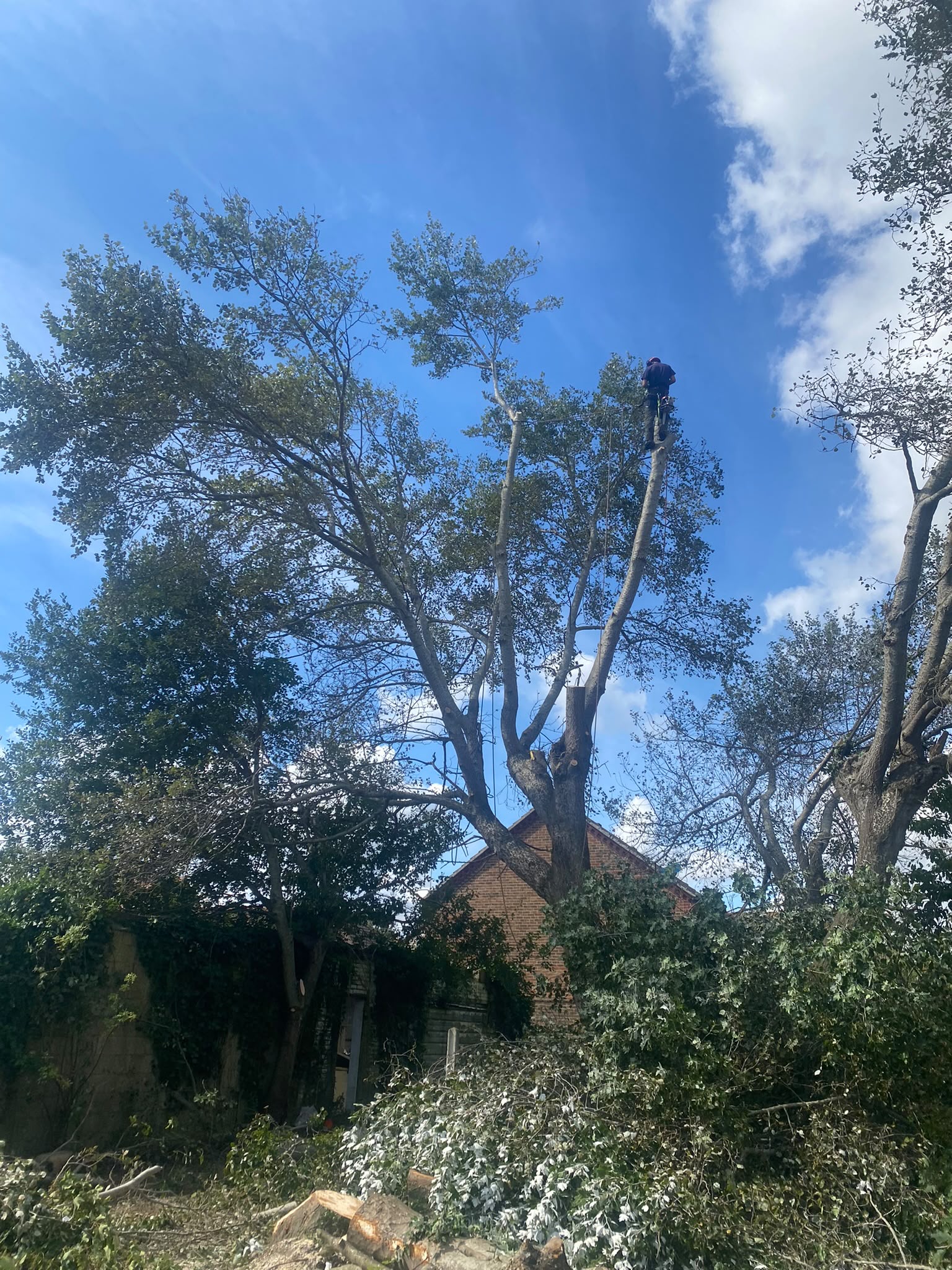Tree surgery work photo 94