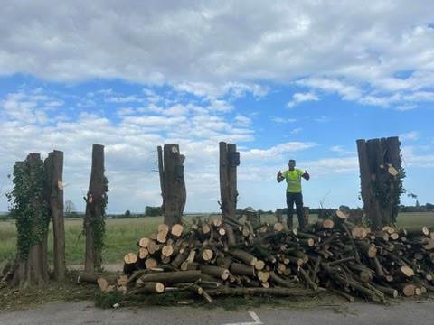 Tree surgery work photo 127