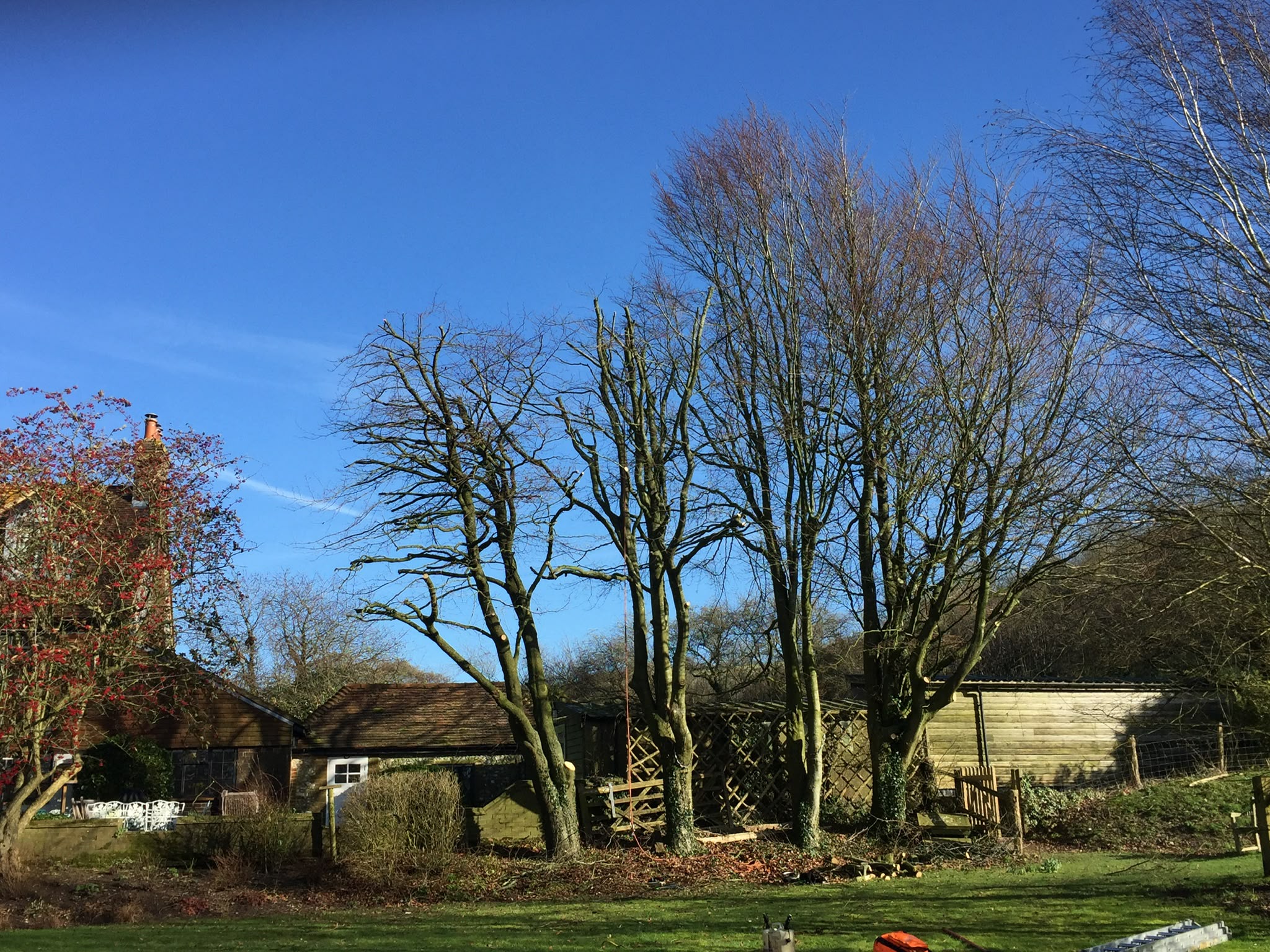 Tree surgery work photo 12