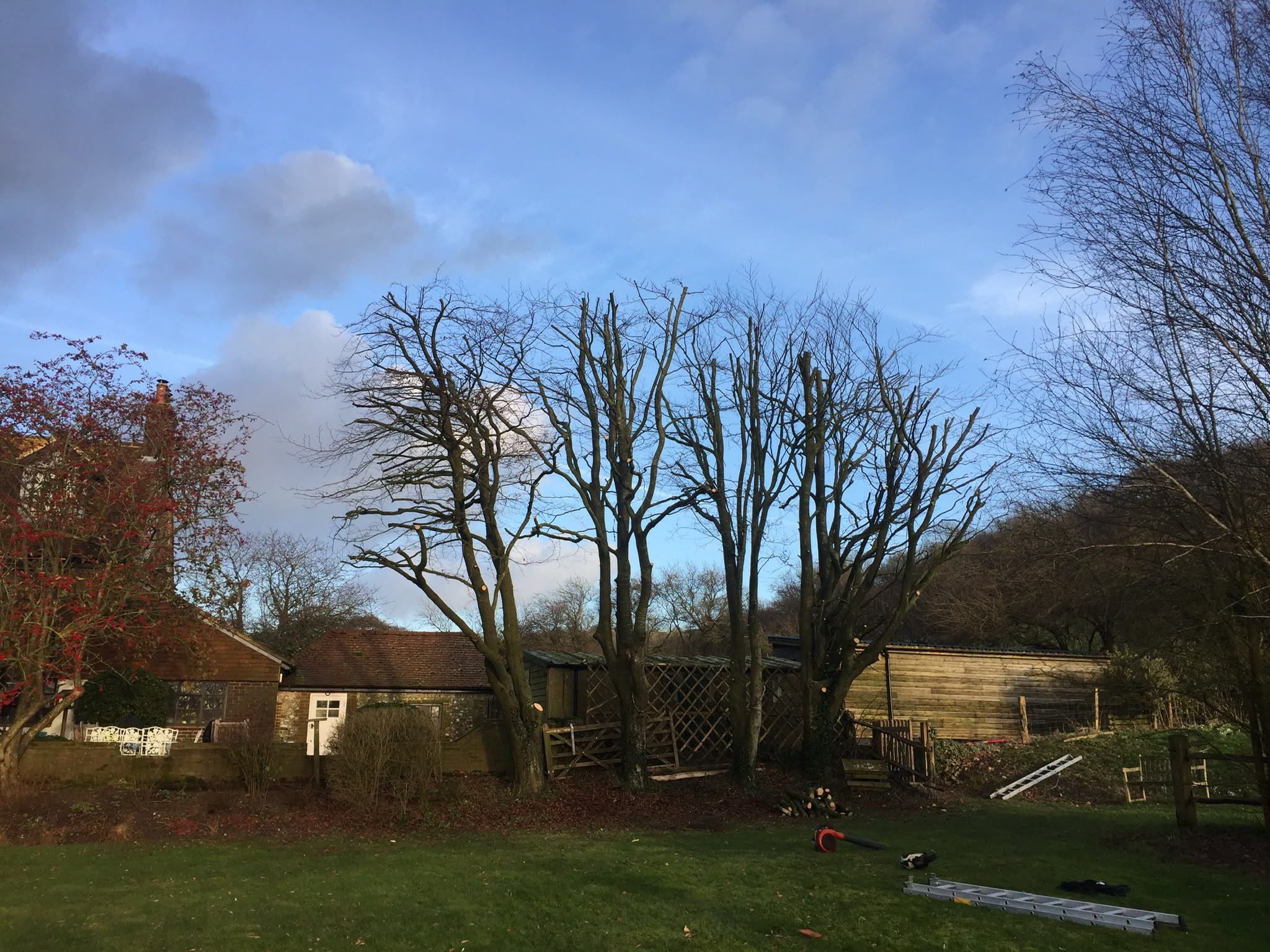 Tree surgery work photo 16