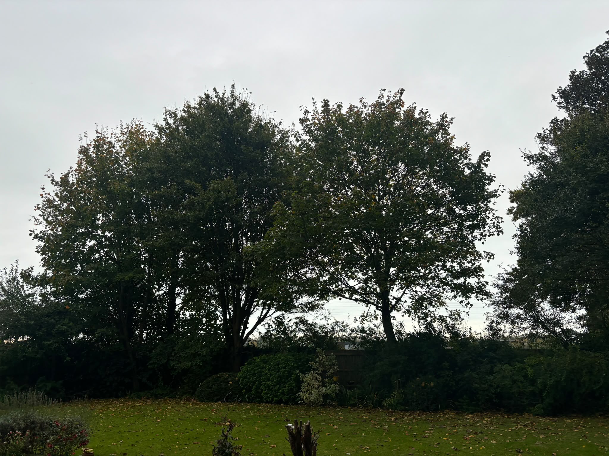 Tree surgery work photo 143