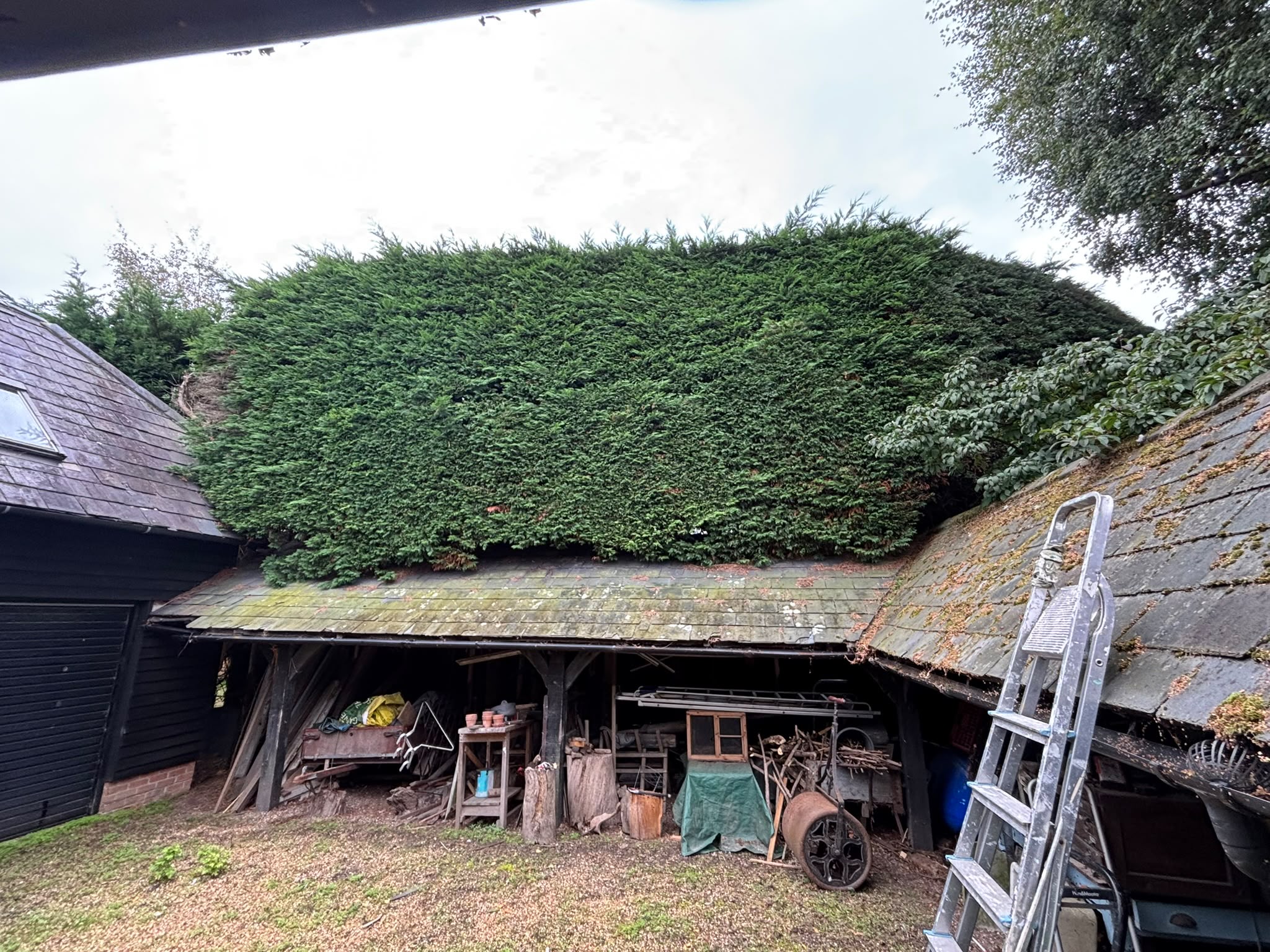 Tree surgery work photo 179