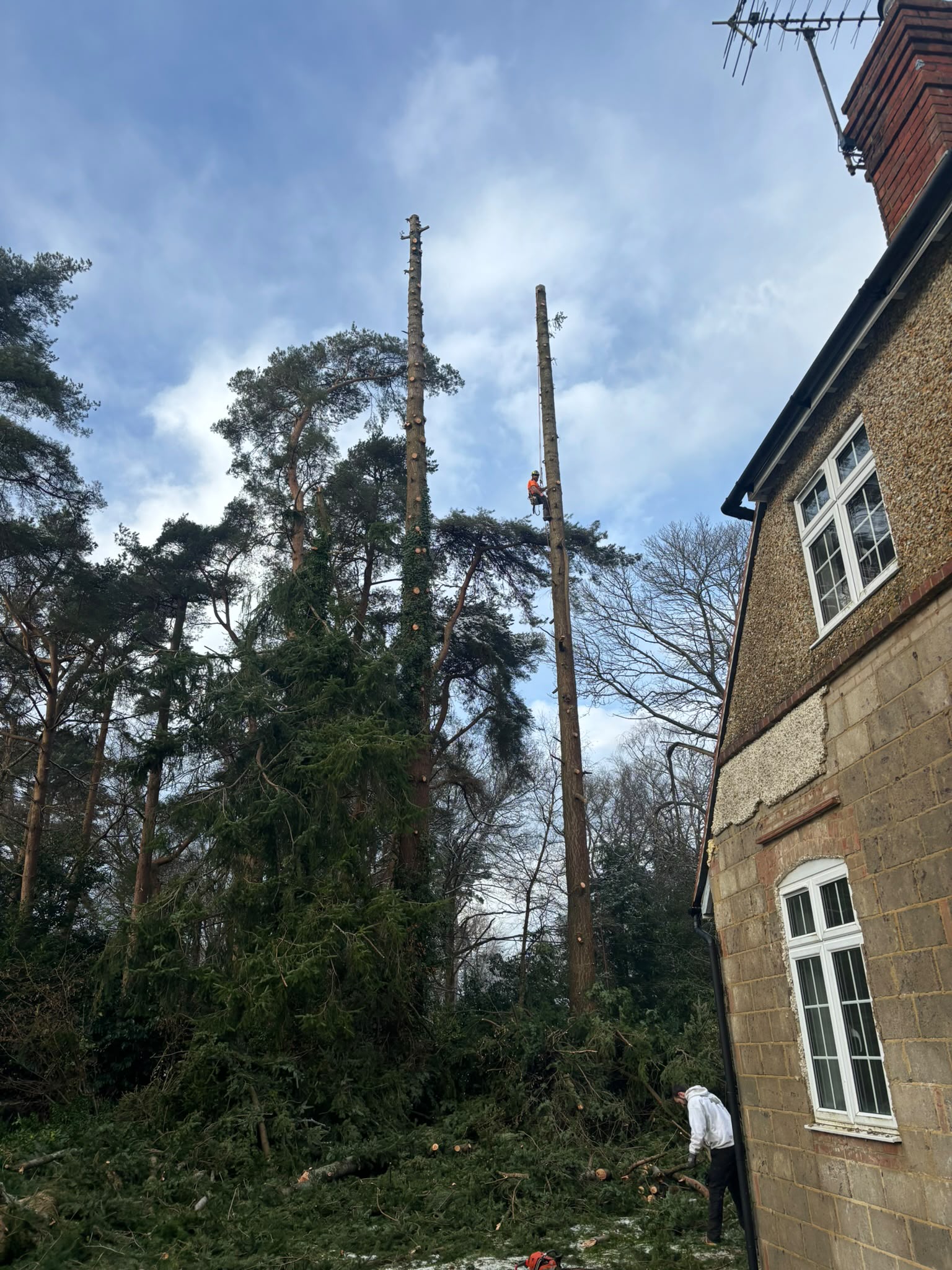 Tree surgery work photo 150