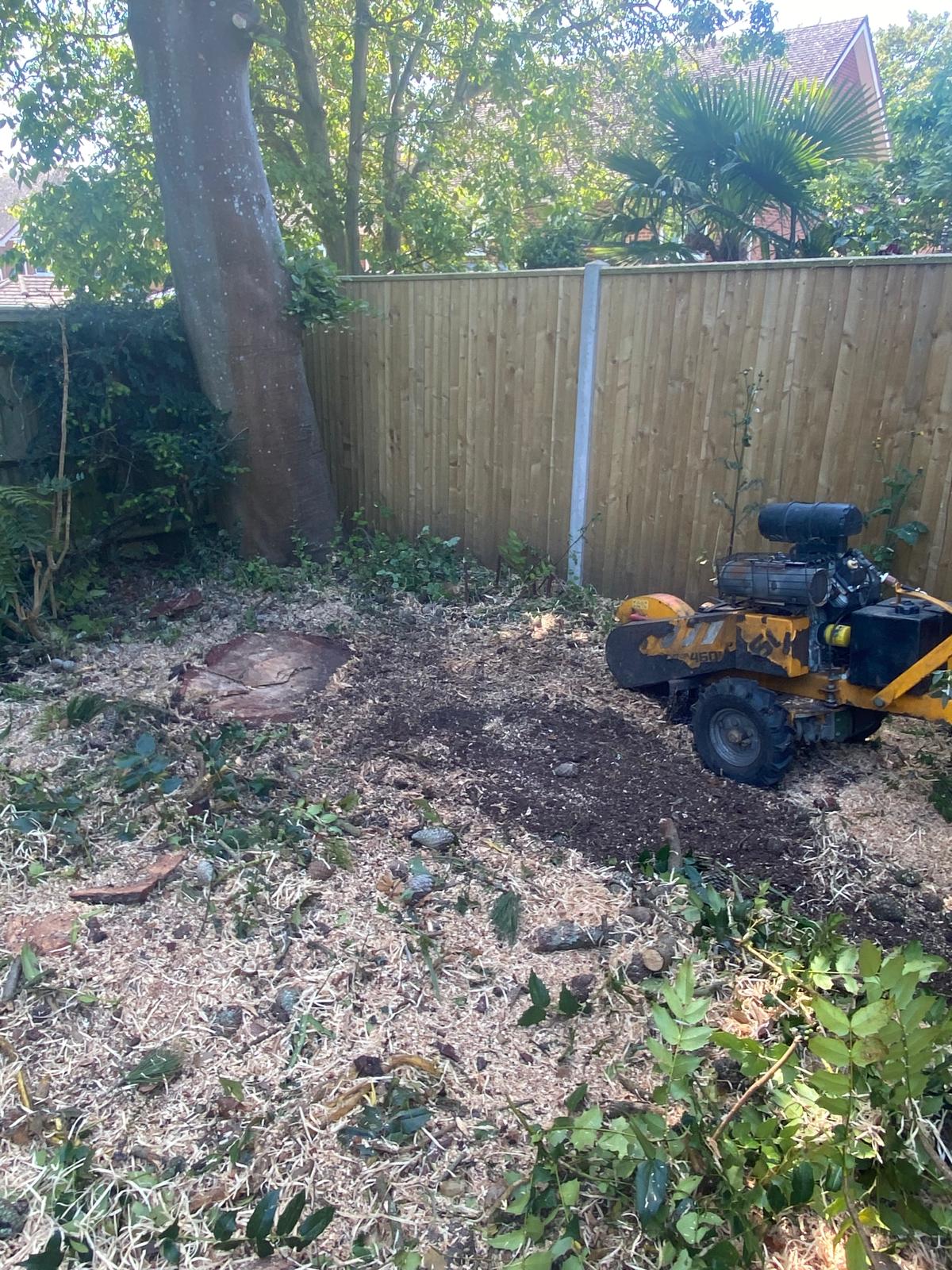 Tree surgery work photo 6