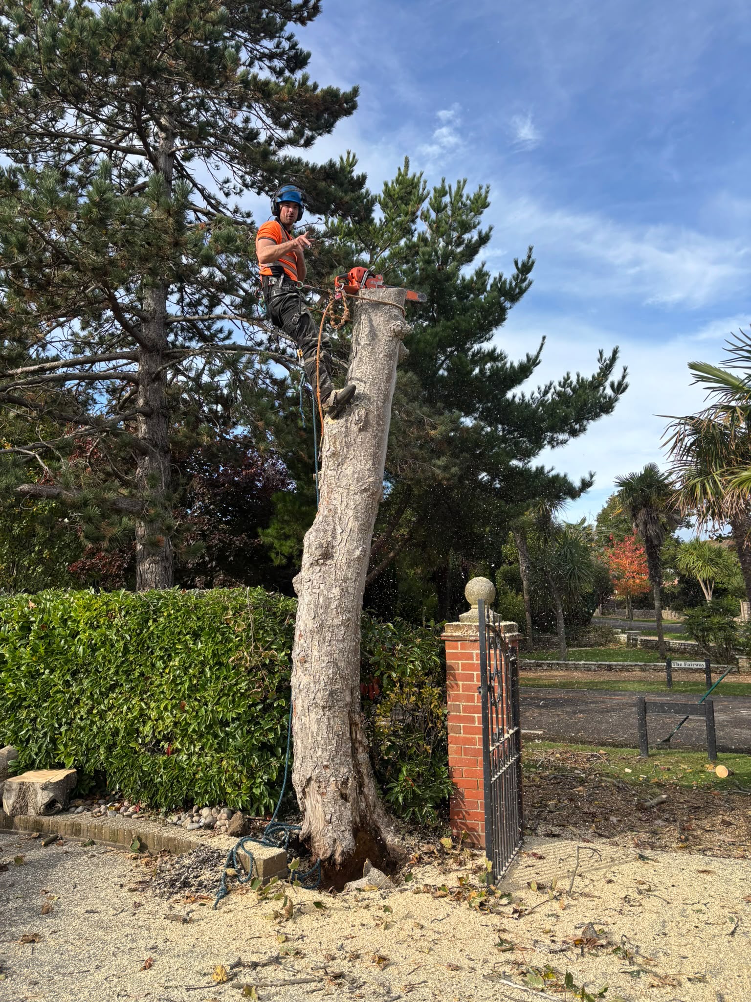 Tree surgery work photo 206