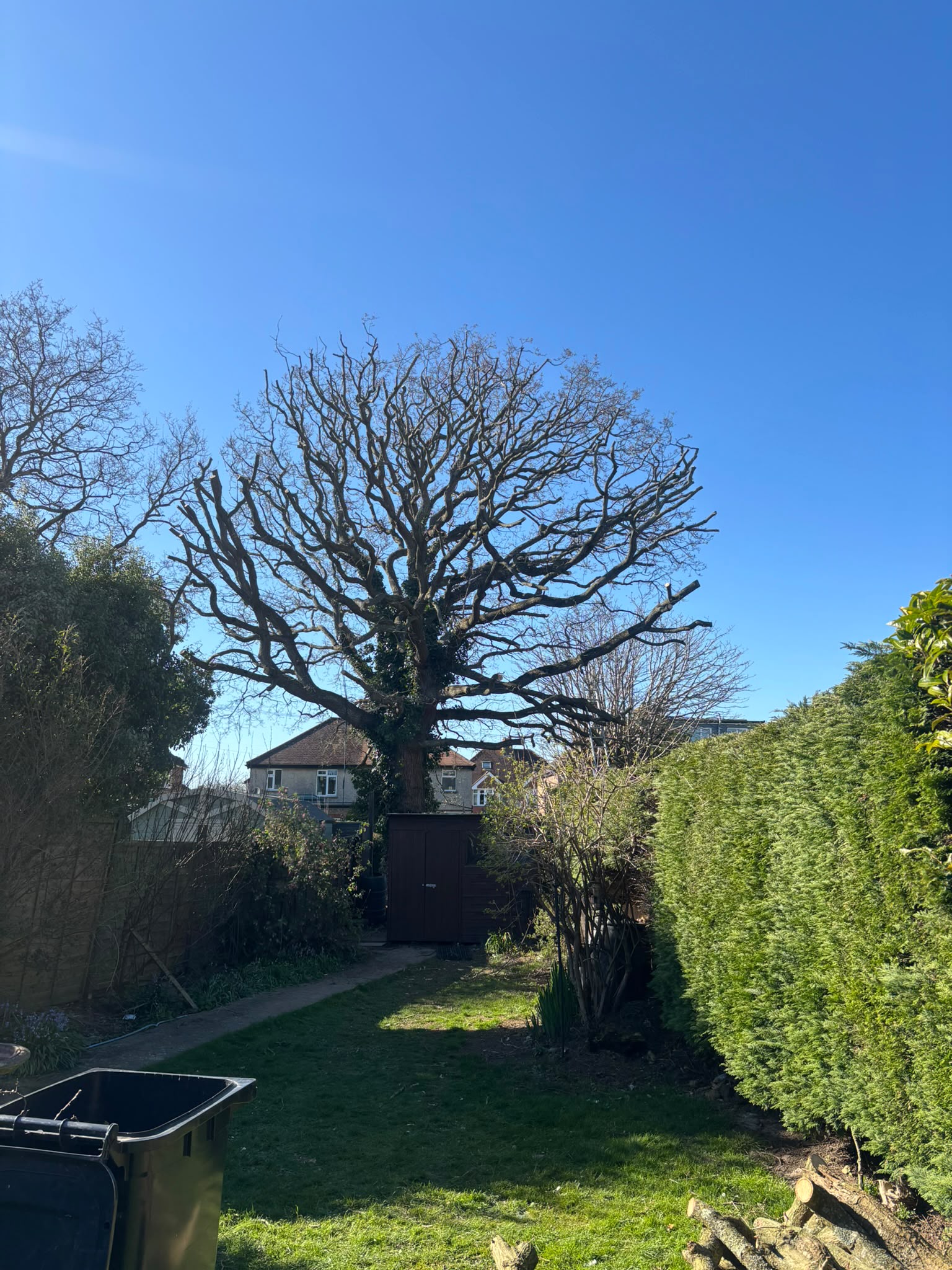 Tree surgery work photo 208