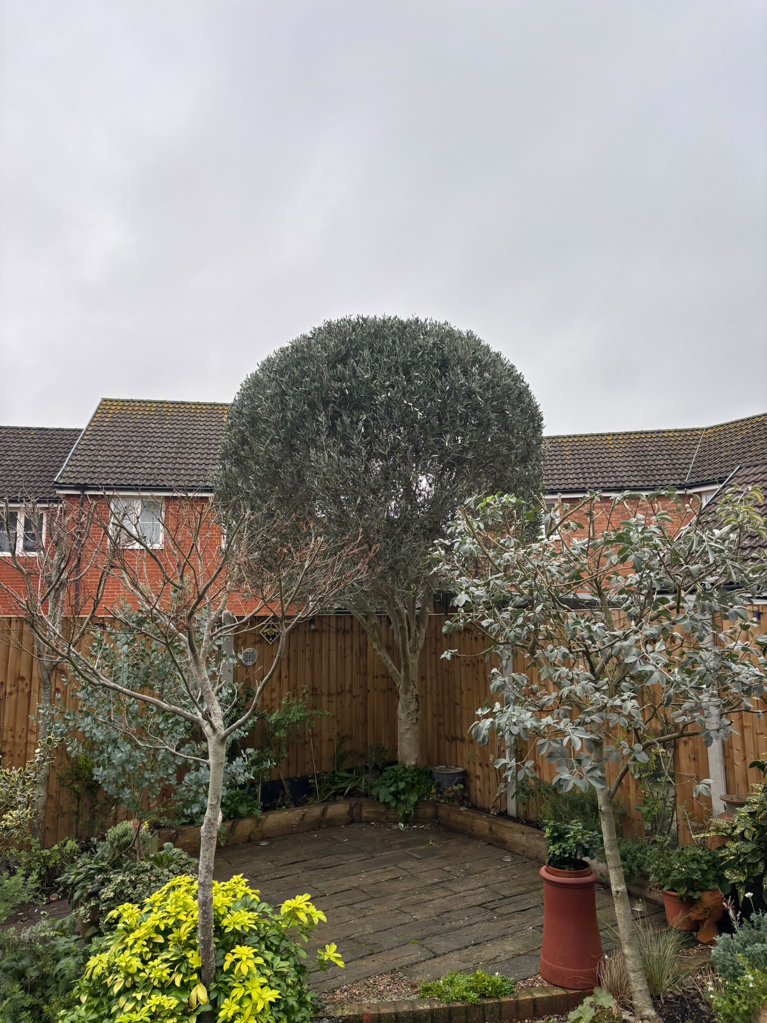 Tree surgery work photo 191