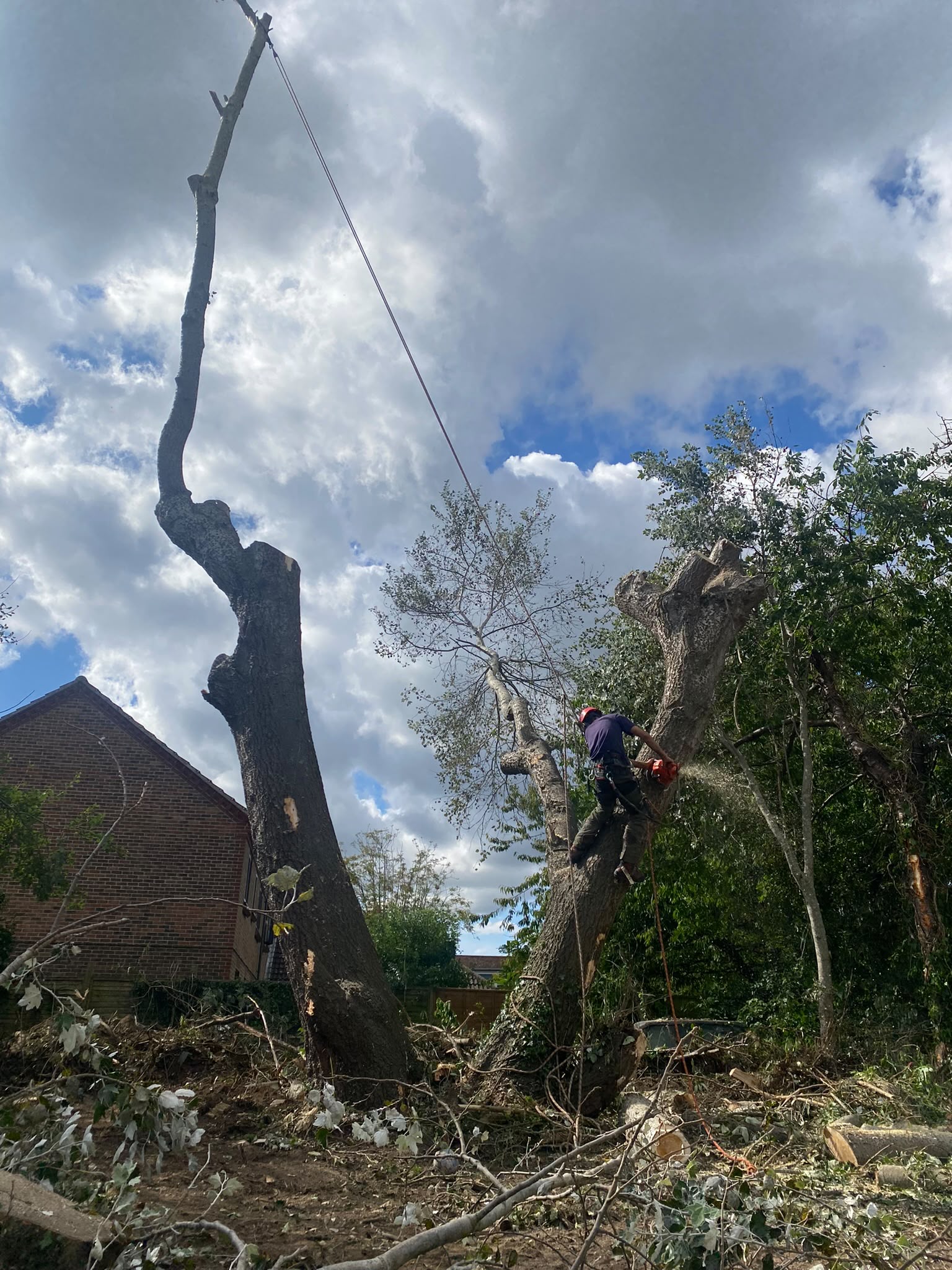 Tree surgery work photo 97