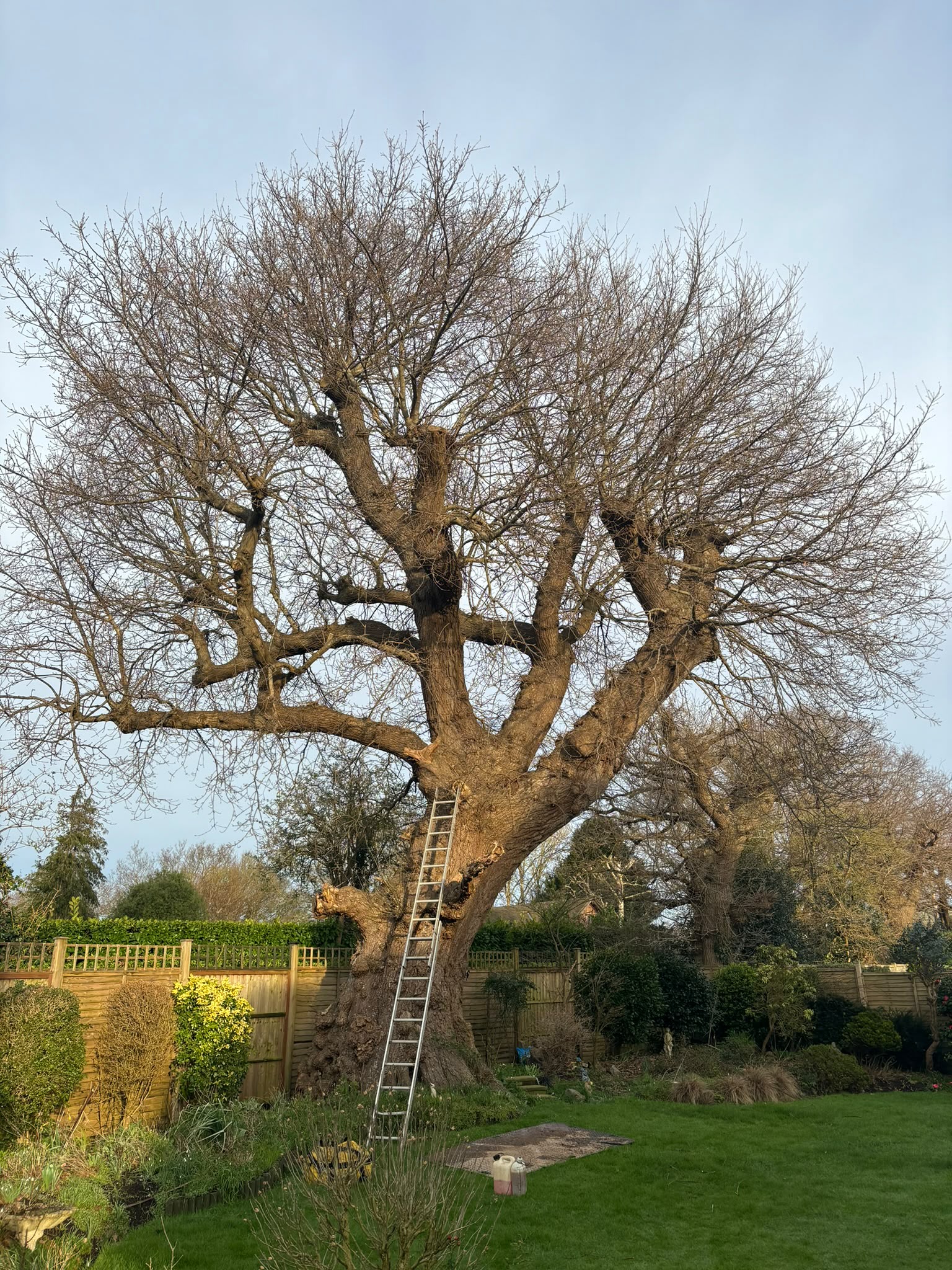 Tree surgery work photo 114