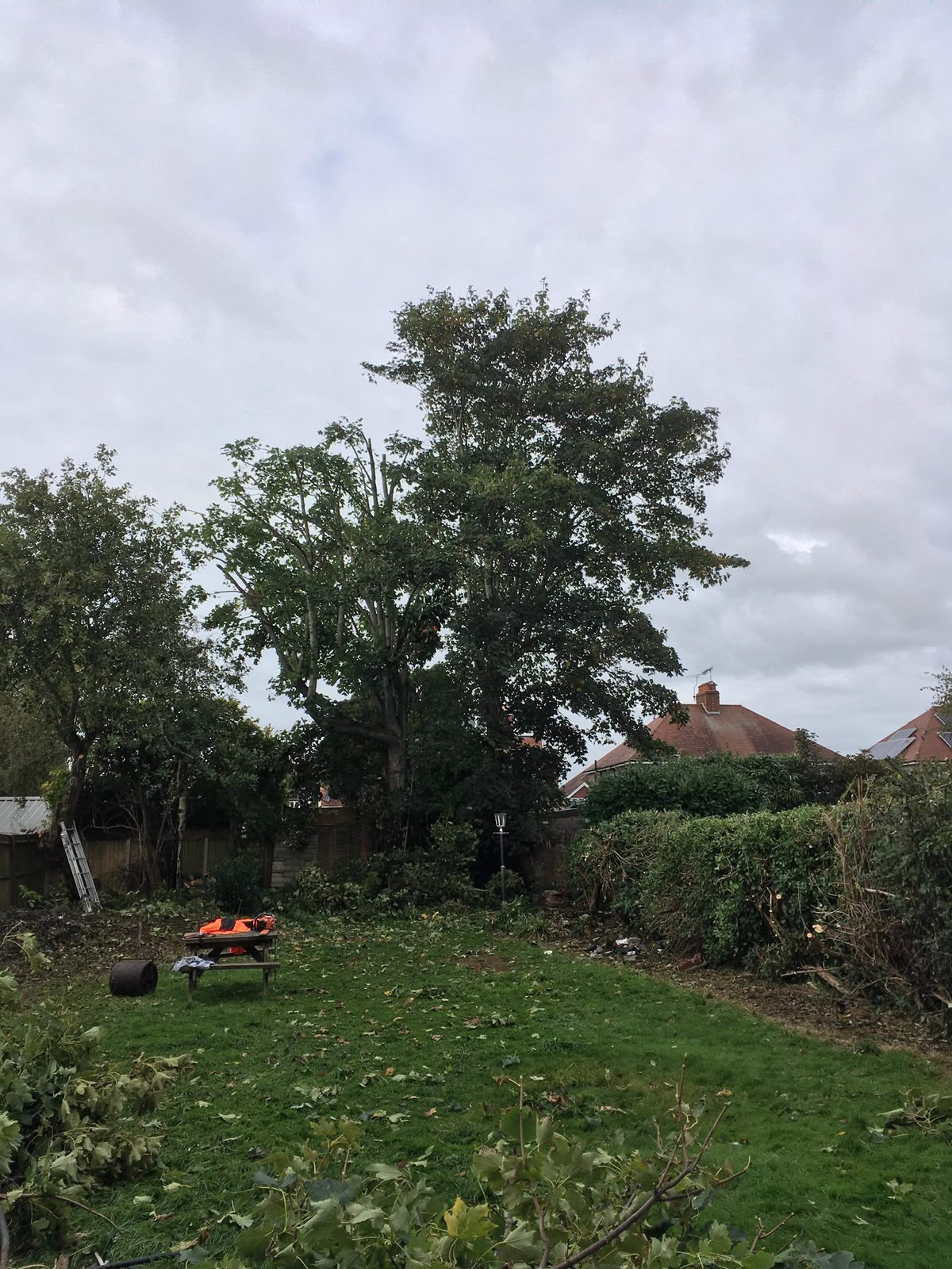 Tree surgery work photo 18