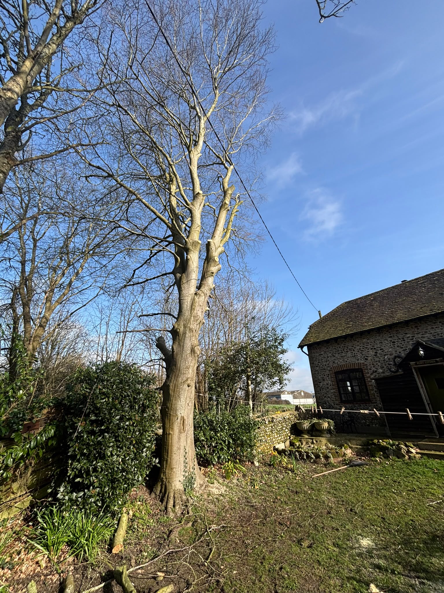 Tree surgery work photo 178
