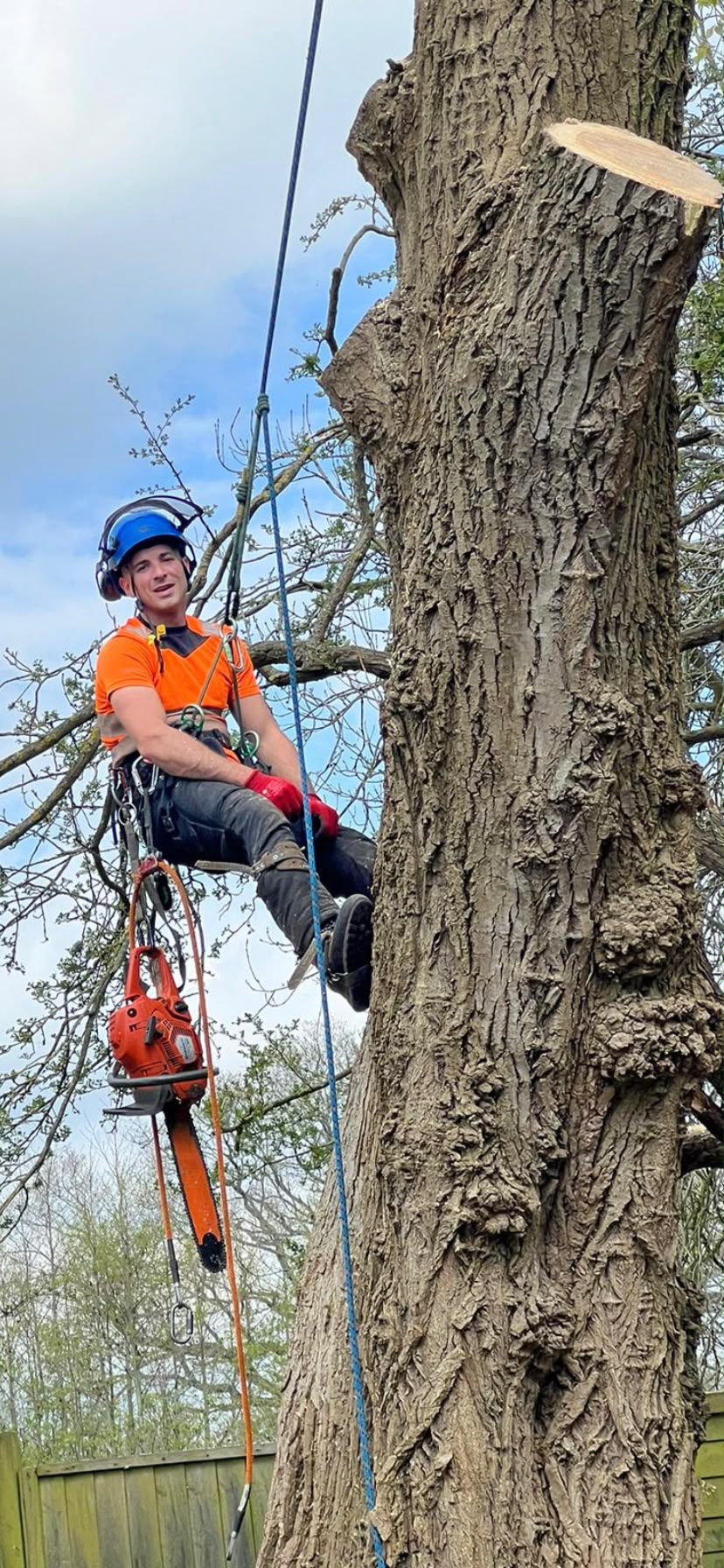 Tree surgery work photo 84