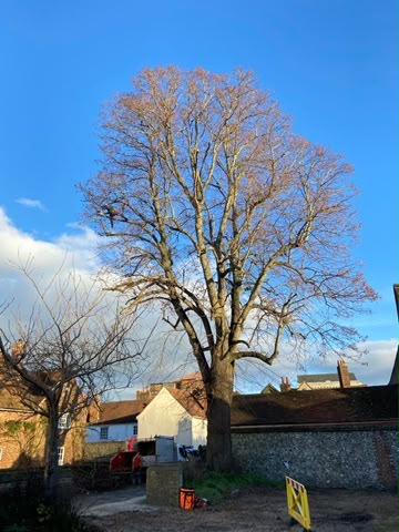 Tree surgery work photo 8