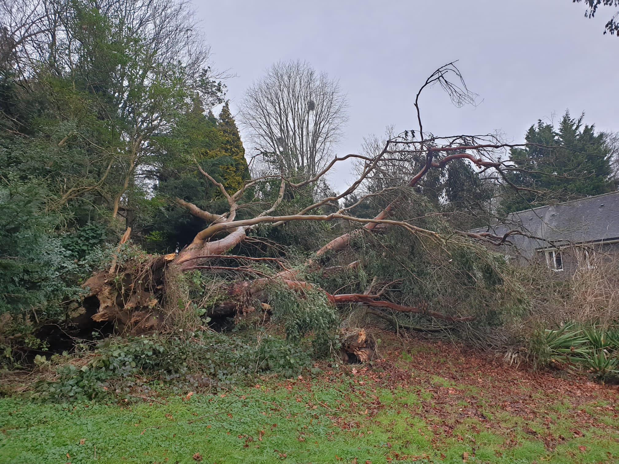 Tree surgery work photo 113