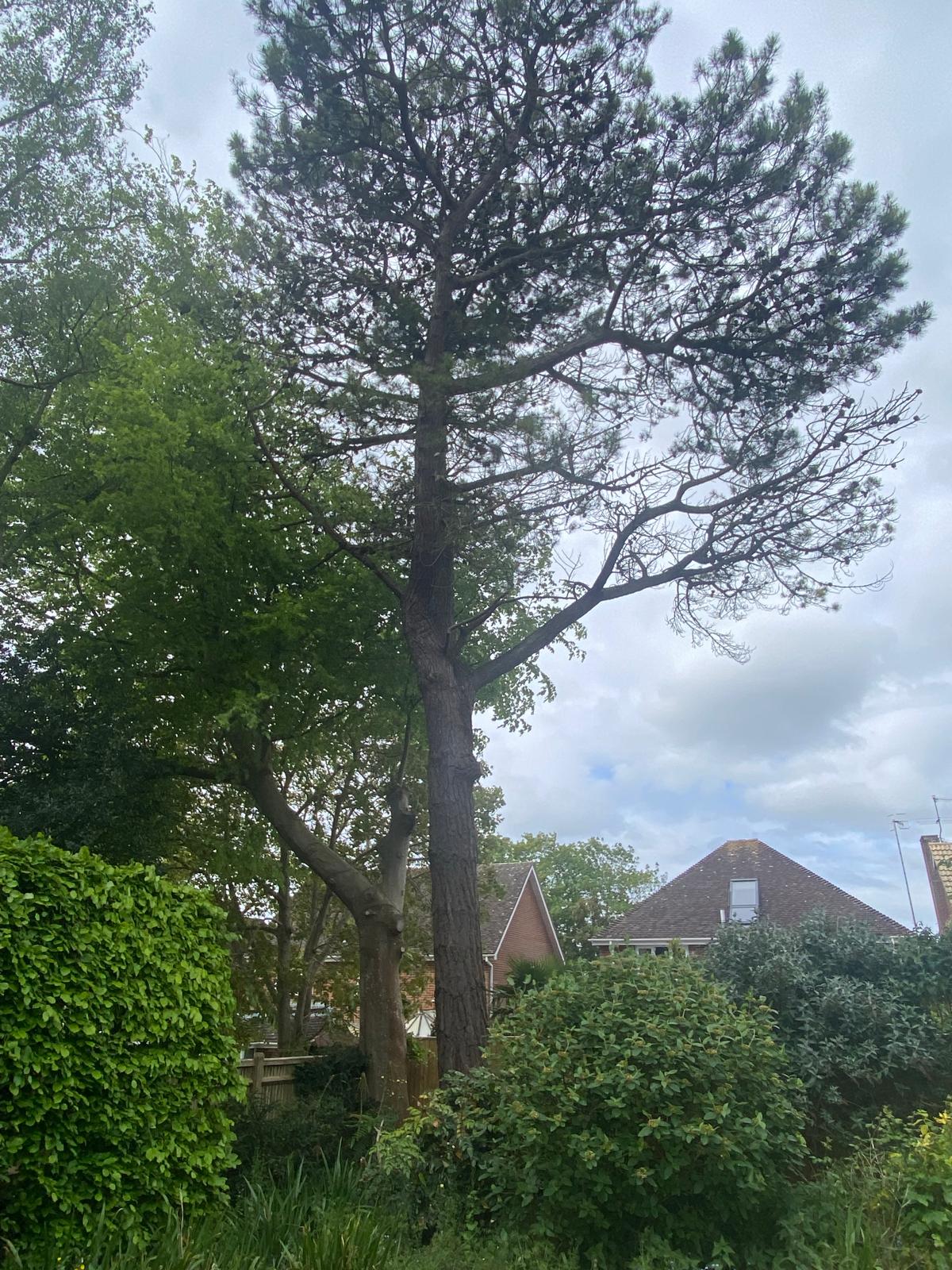 Tree surgery work photo 4
