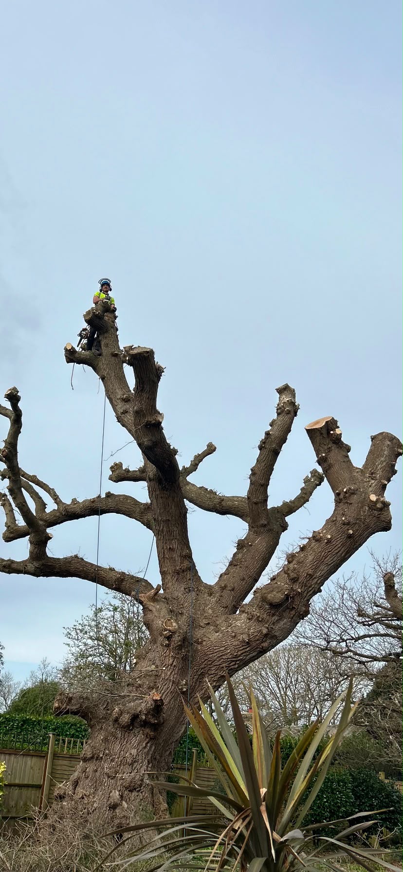 Tree surgery work photo 156