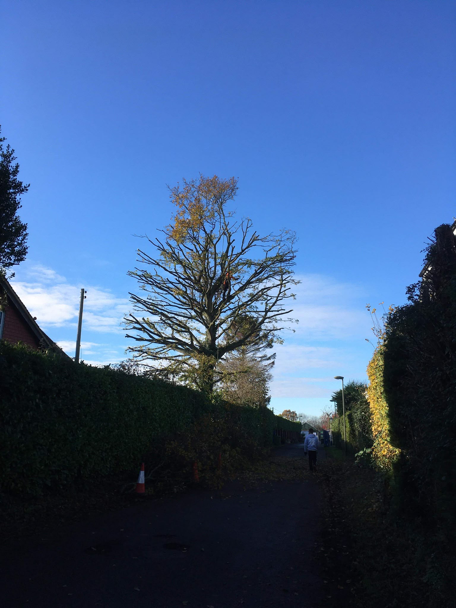 Tree surgery work photo 32