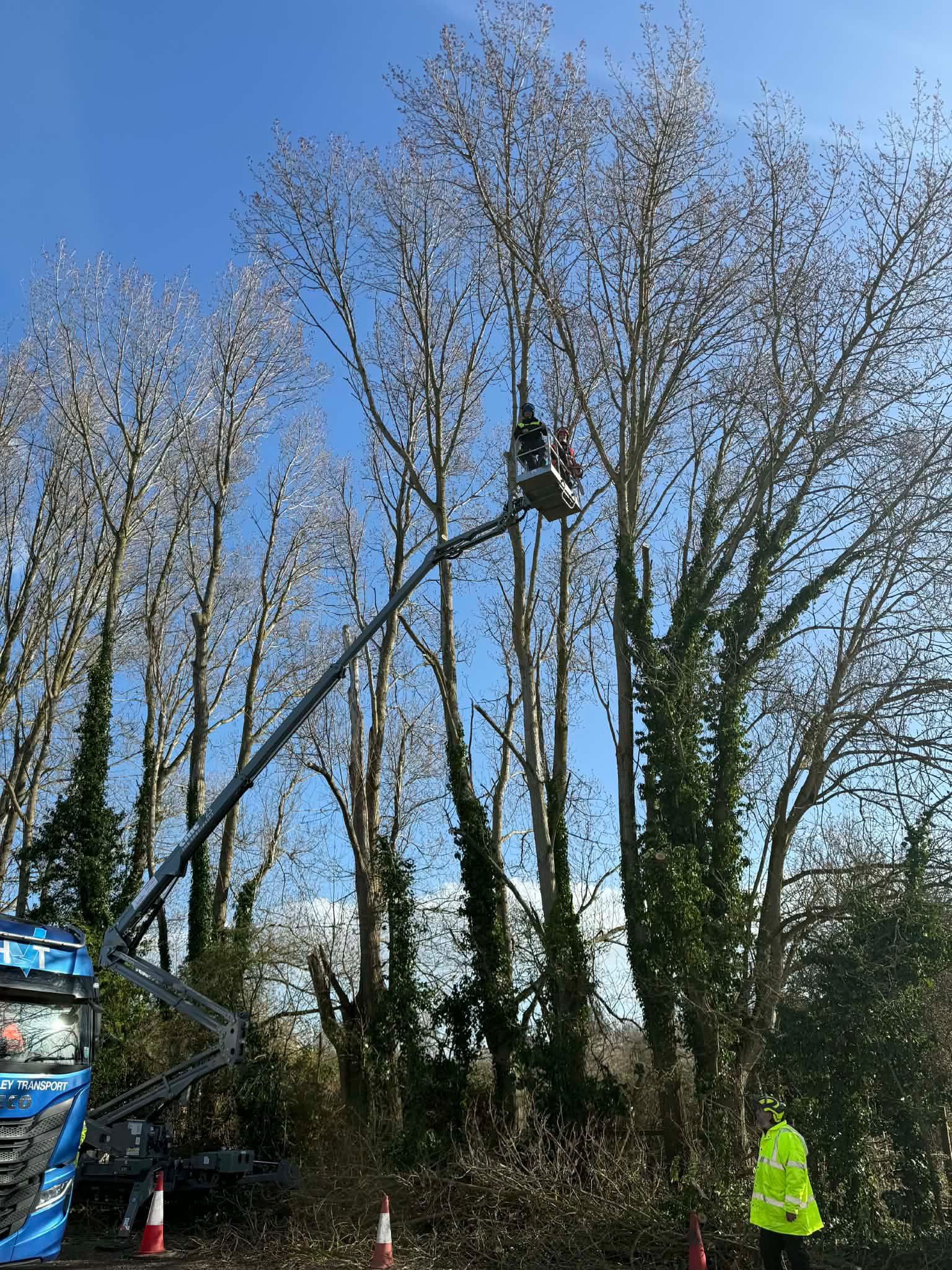 Tree surgery work photo 171
