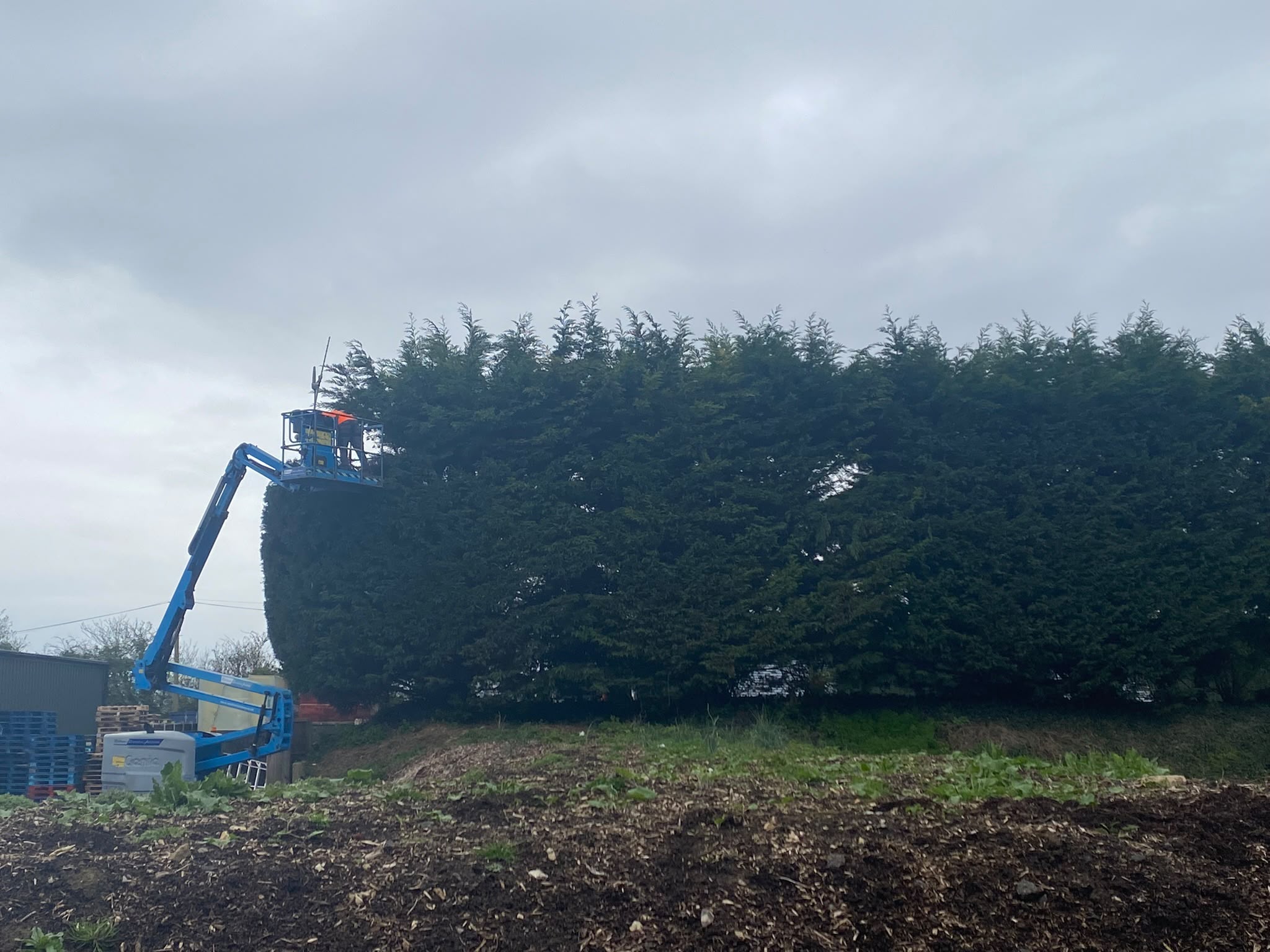 Tree surgery work photo 76