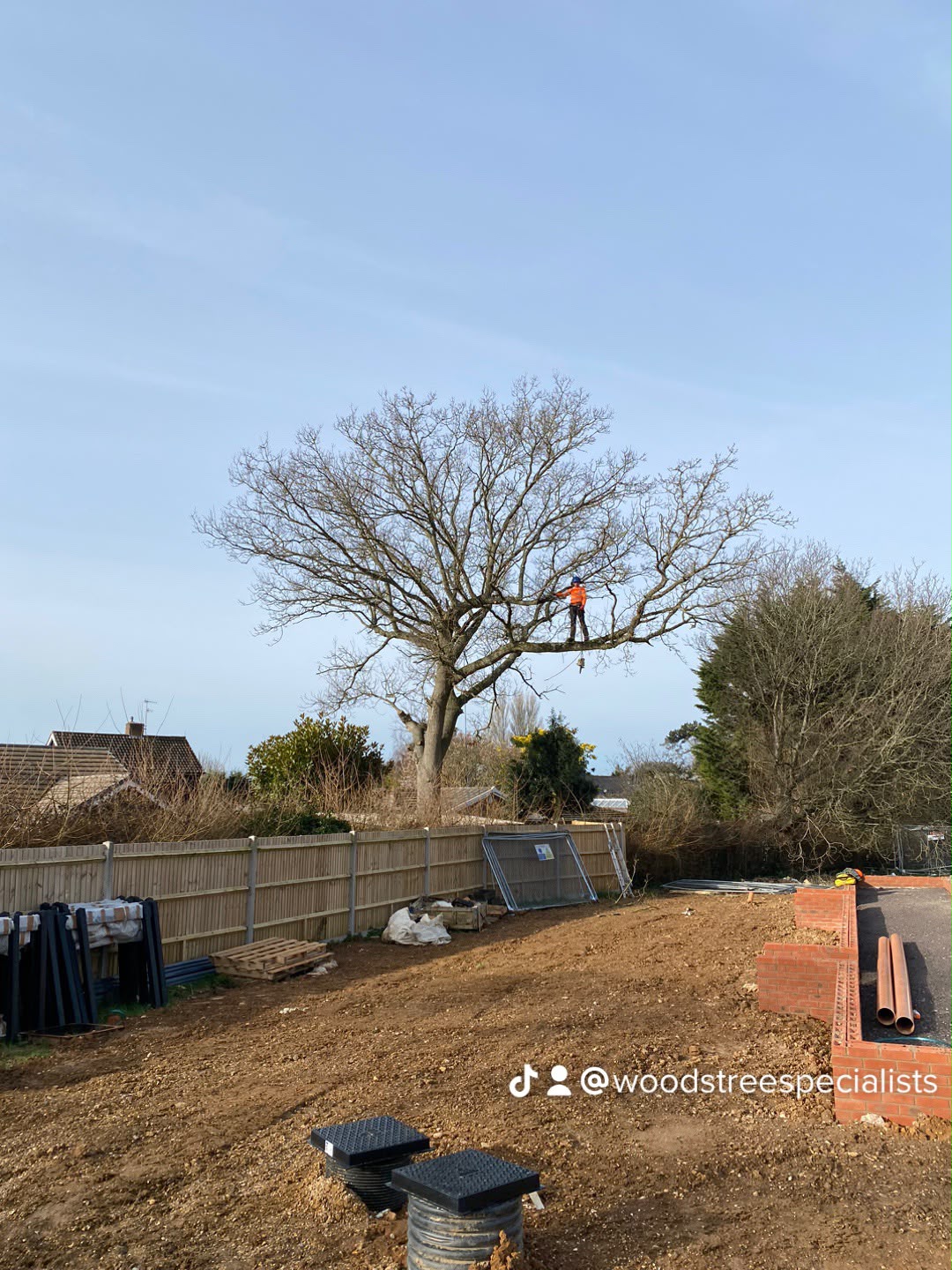 Tree surgery work photo 69