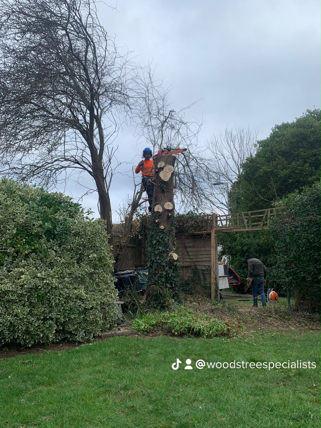 Tree surgery work photo 54