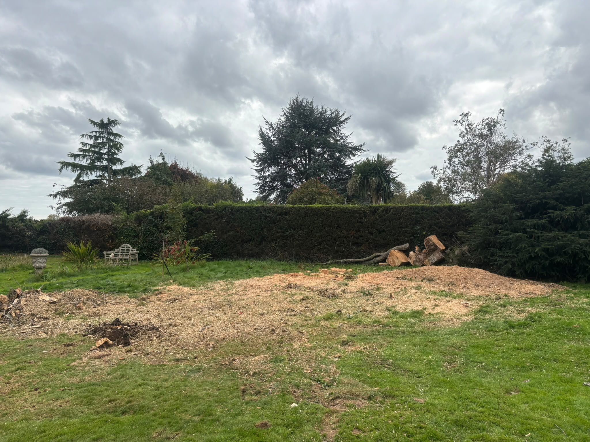 Tree surgery work photo 188