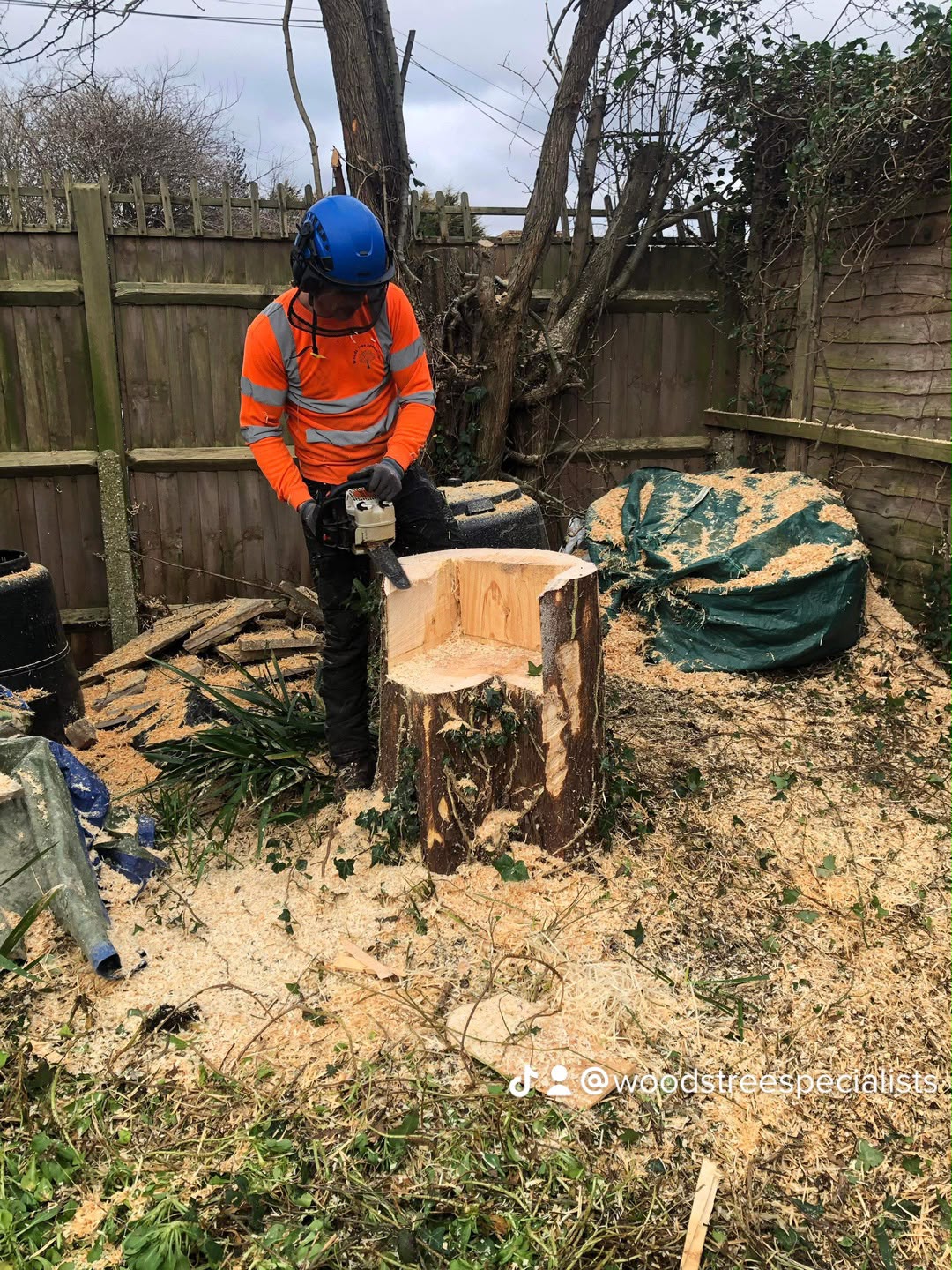Tree surgery work photo 55