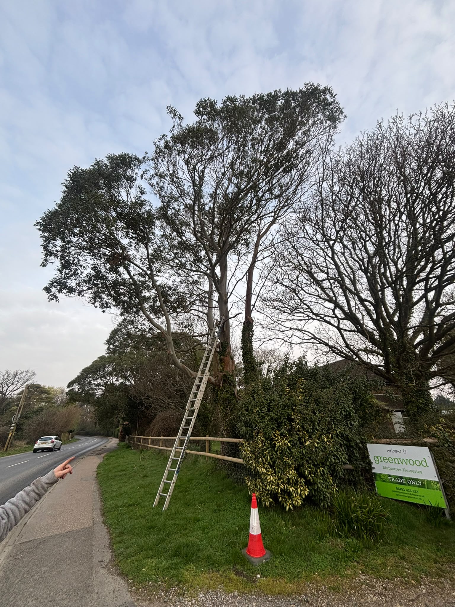 Tree surgery work photo 205