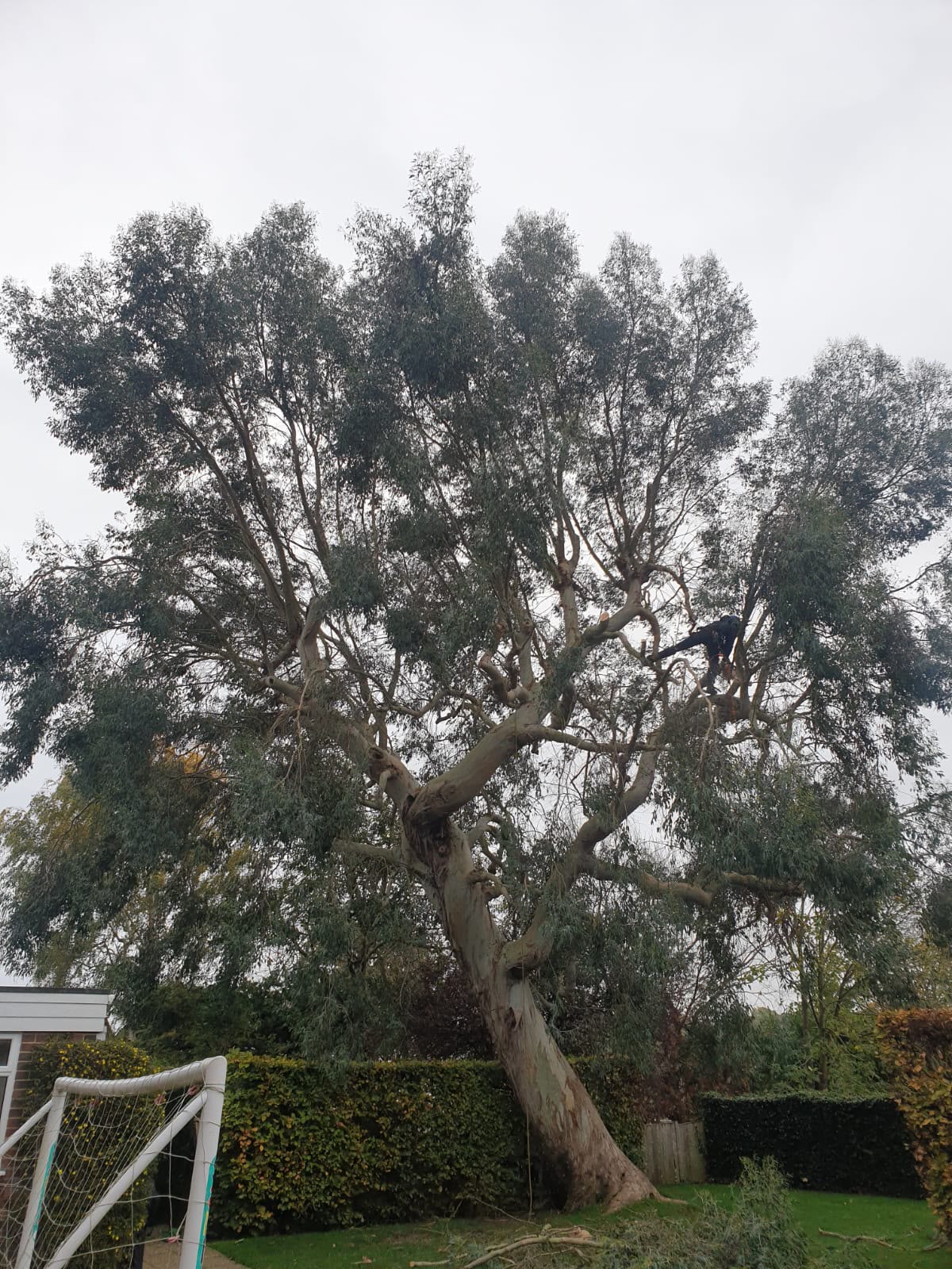 Tree surgery work photo 23