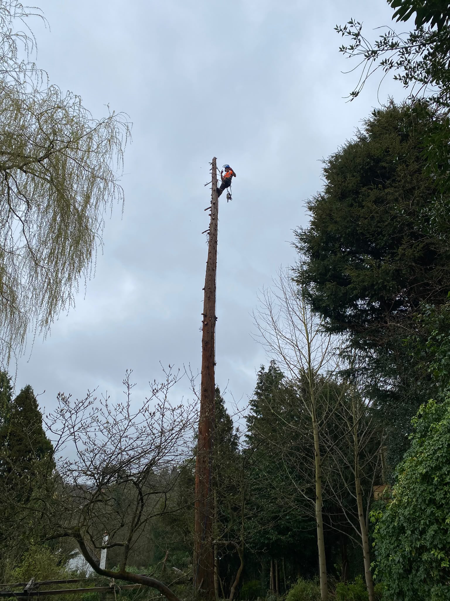 Tree surgery work photo 72