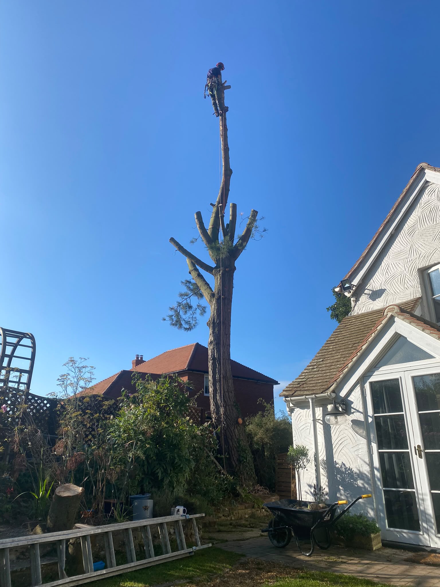 Tree surgery work photo 92