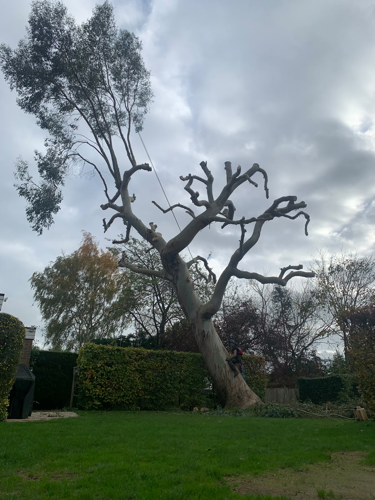 Tree surgery work photo 25