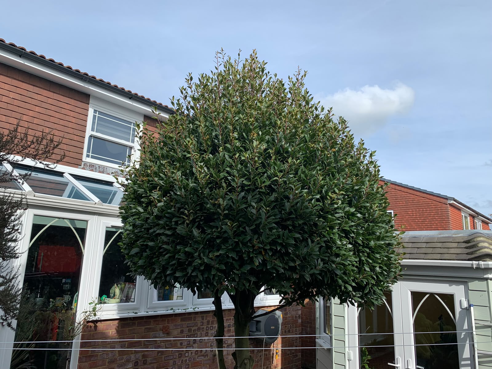 Tree surgery work photo 19