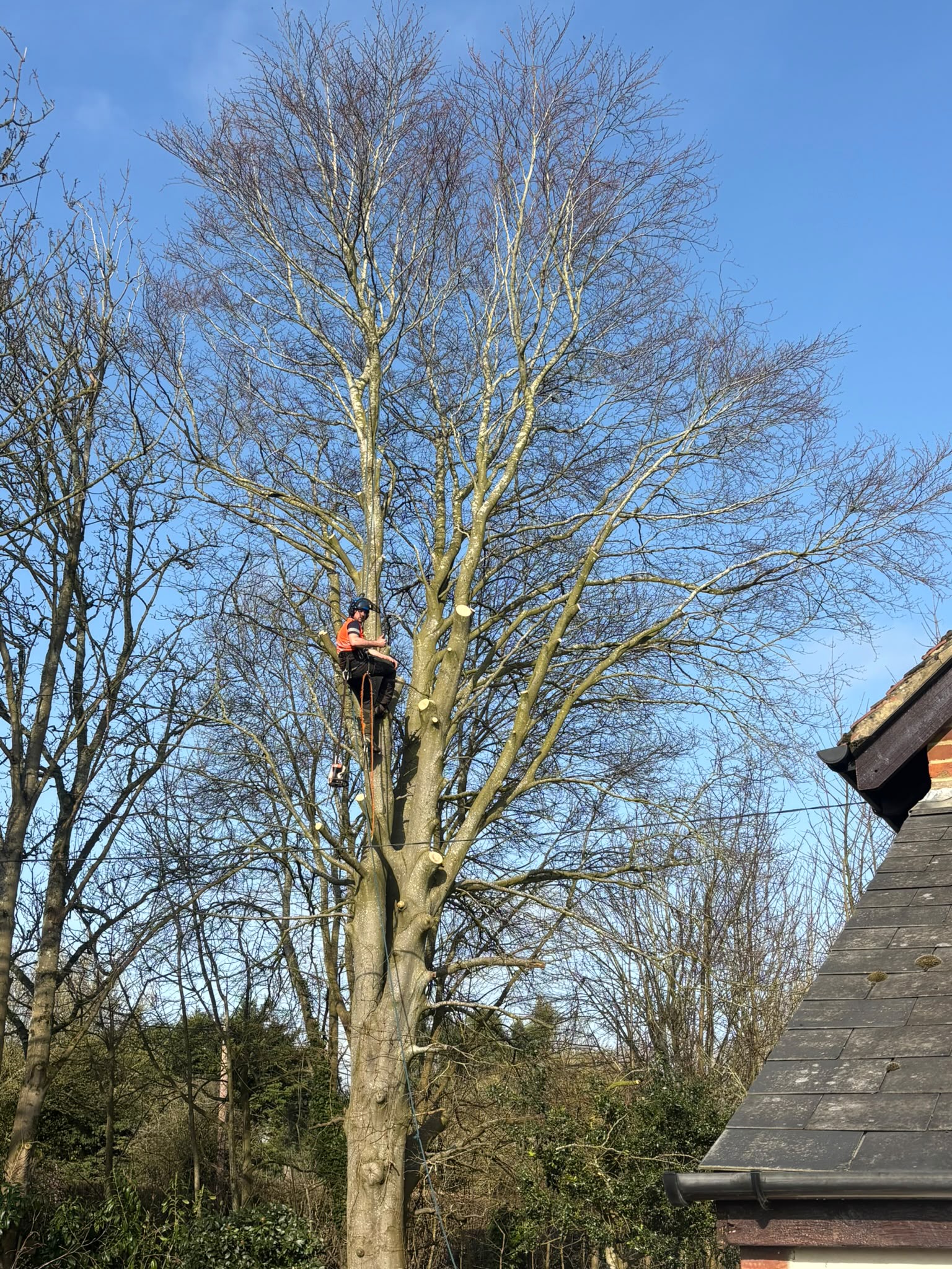 Tree surgery work photo 167