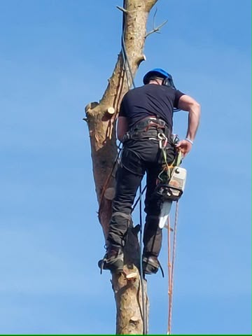 Tree surgery work photo 132